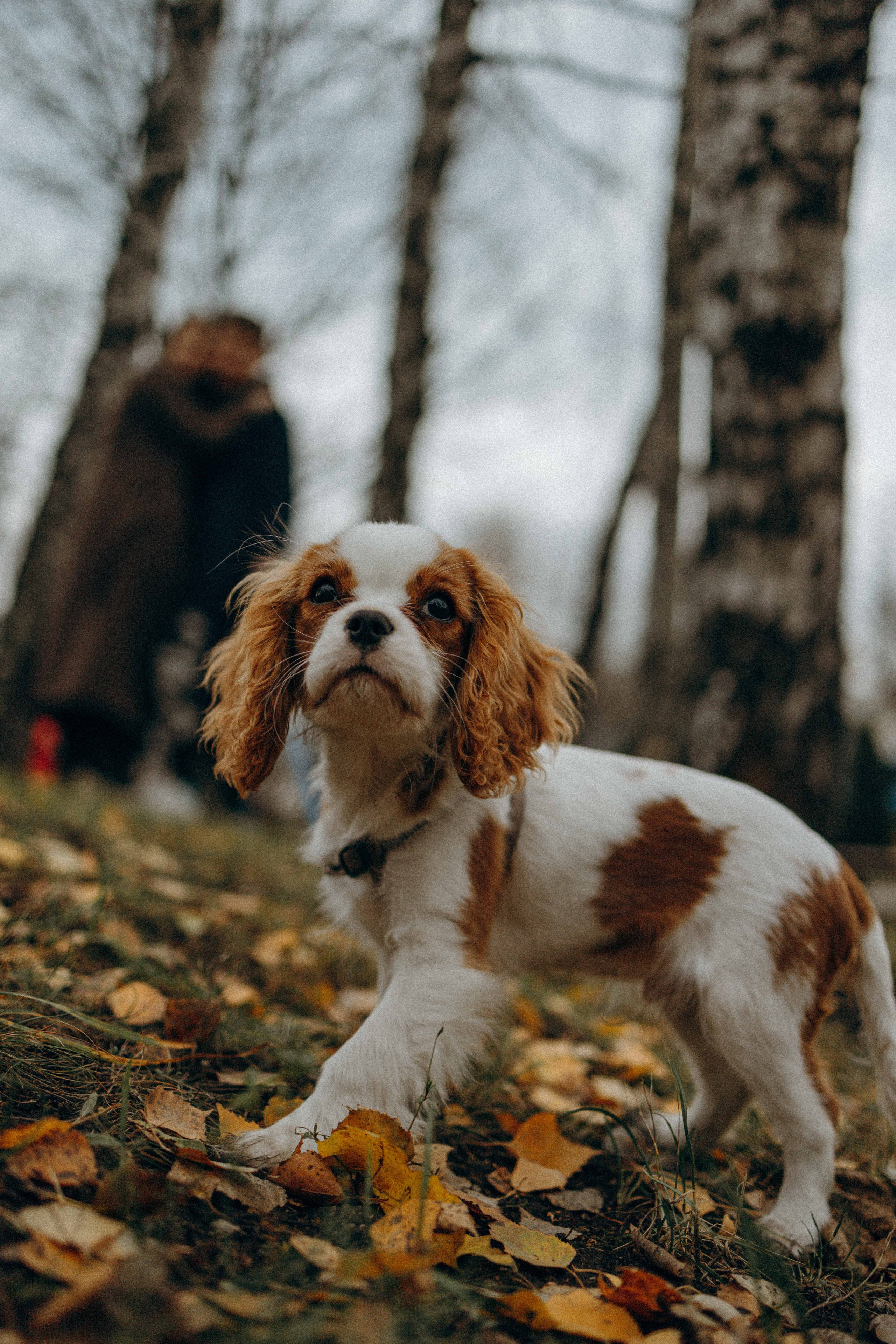 Юля и Кипр. Фотограф-анималист в Москве Лера Черноног
