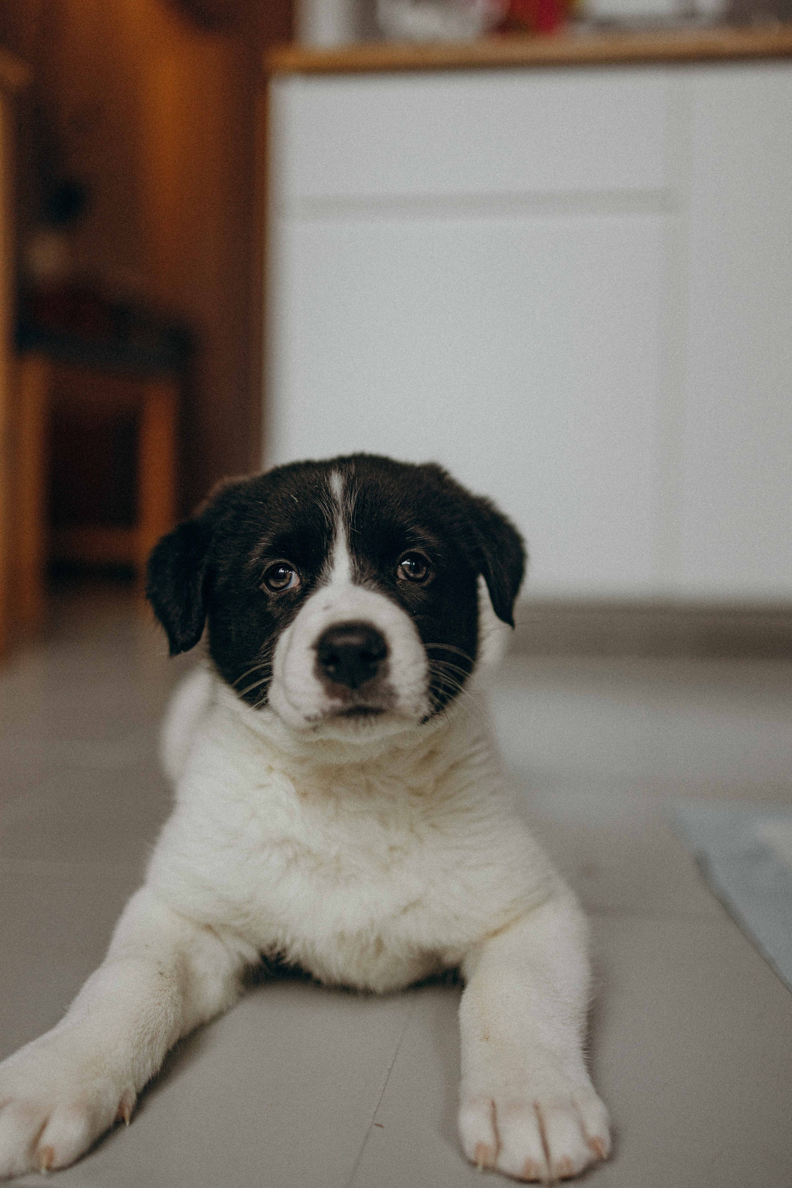 Щеночки. Фотограф-анималист в Москве Лера Черноног