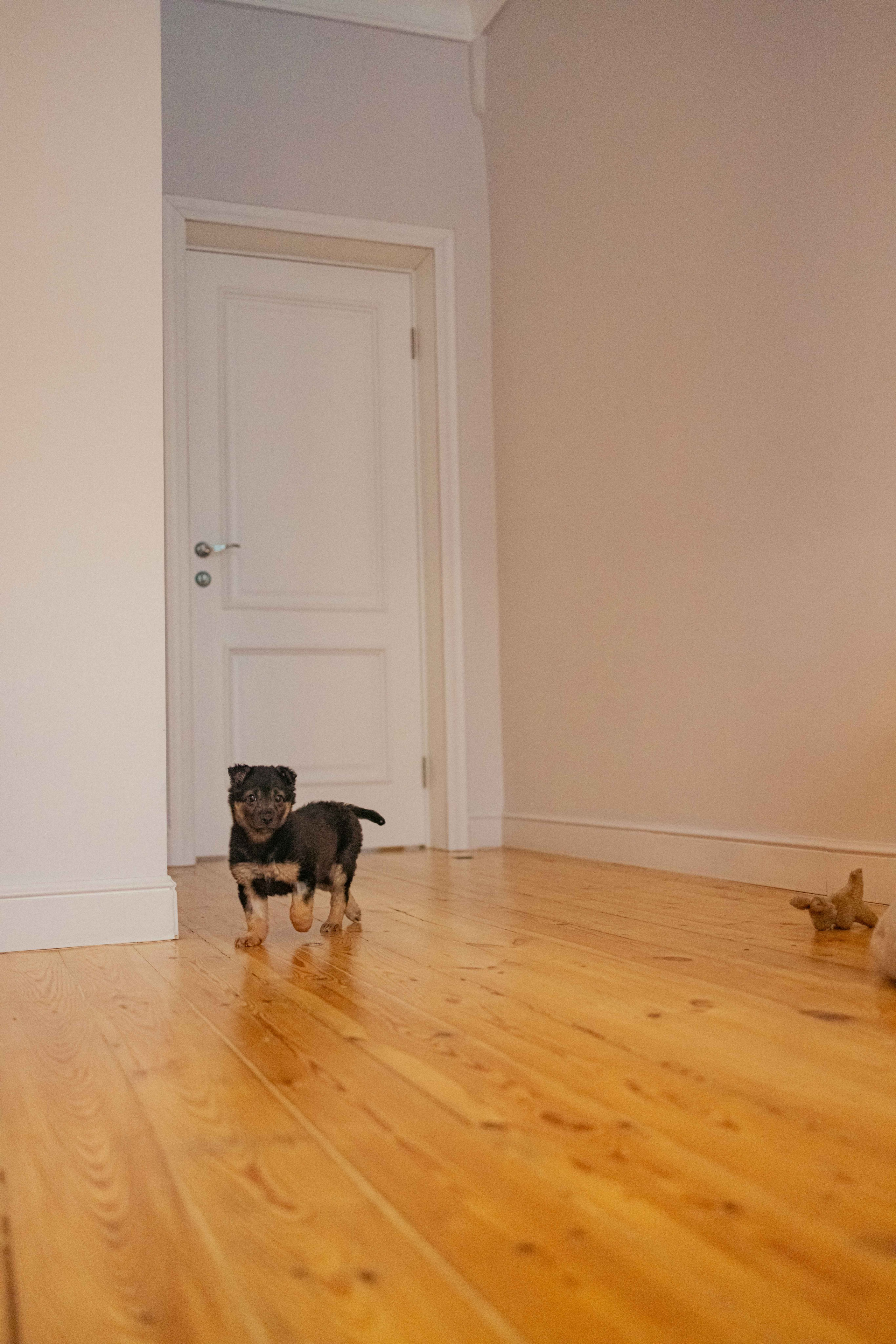 Пеппа. Фотограф-анималист в Москве Лера Черноног