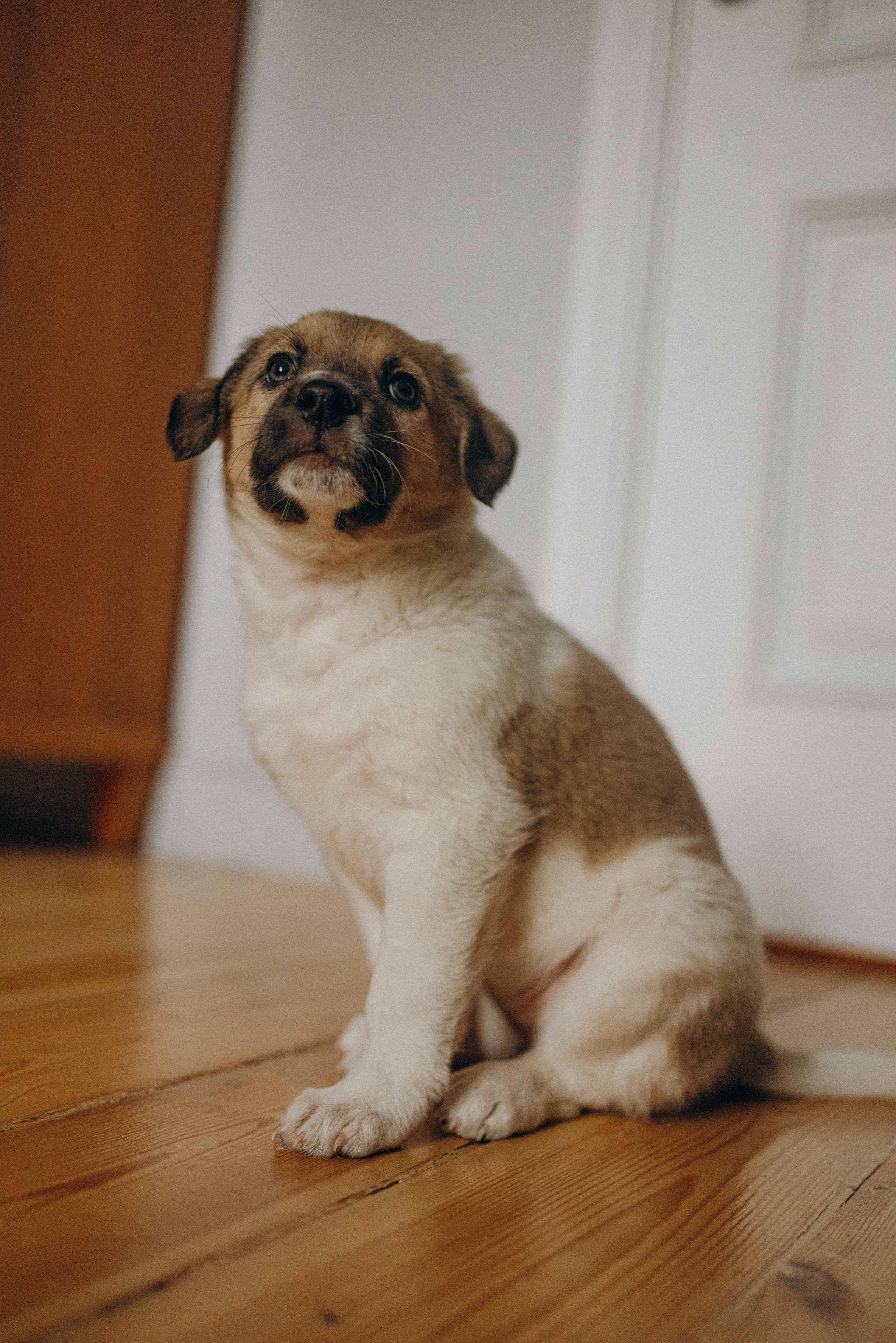 Щеночки. Фотограф-анималист в Москве Лера Черноног