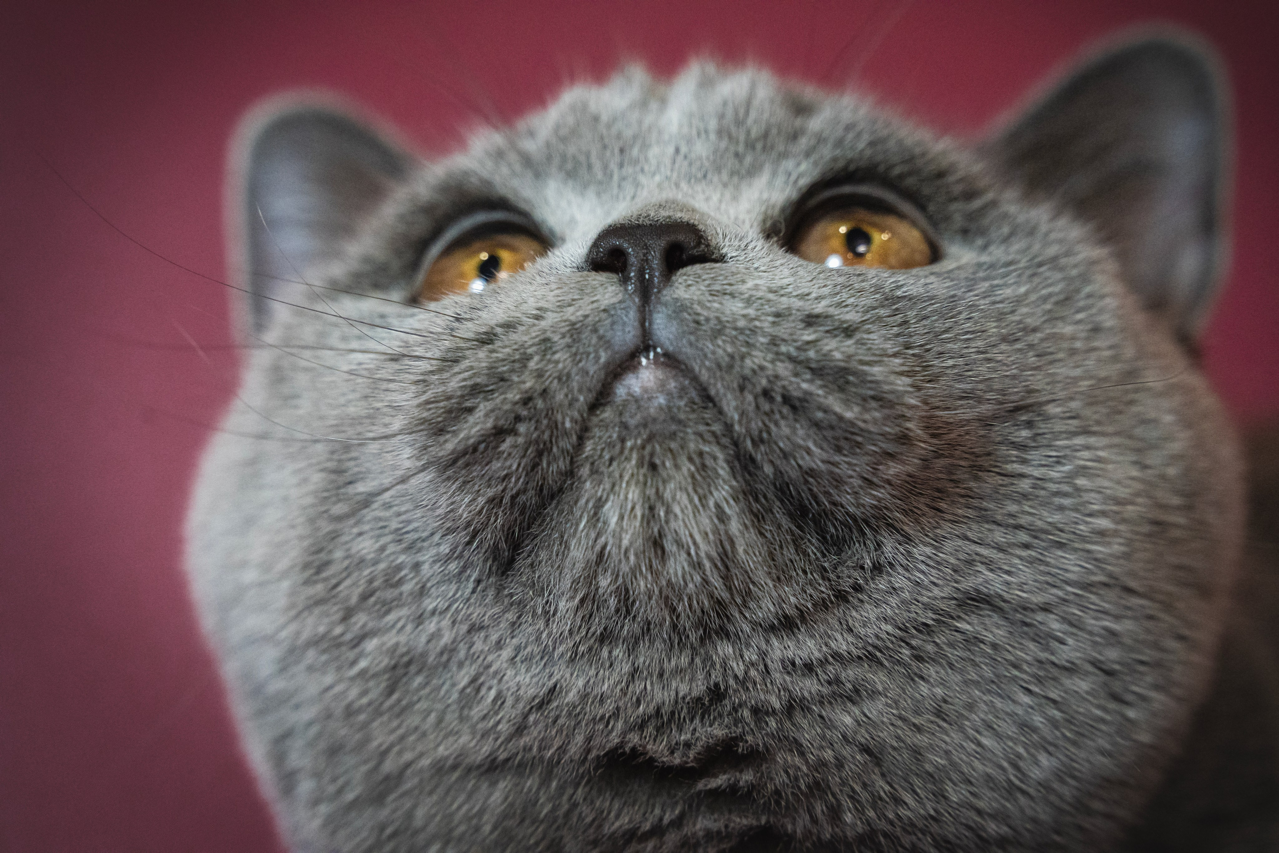 Котики. Семейный фотограф анималист г. Находка