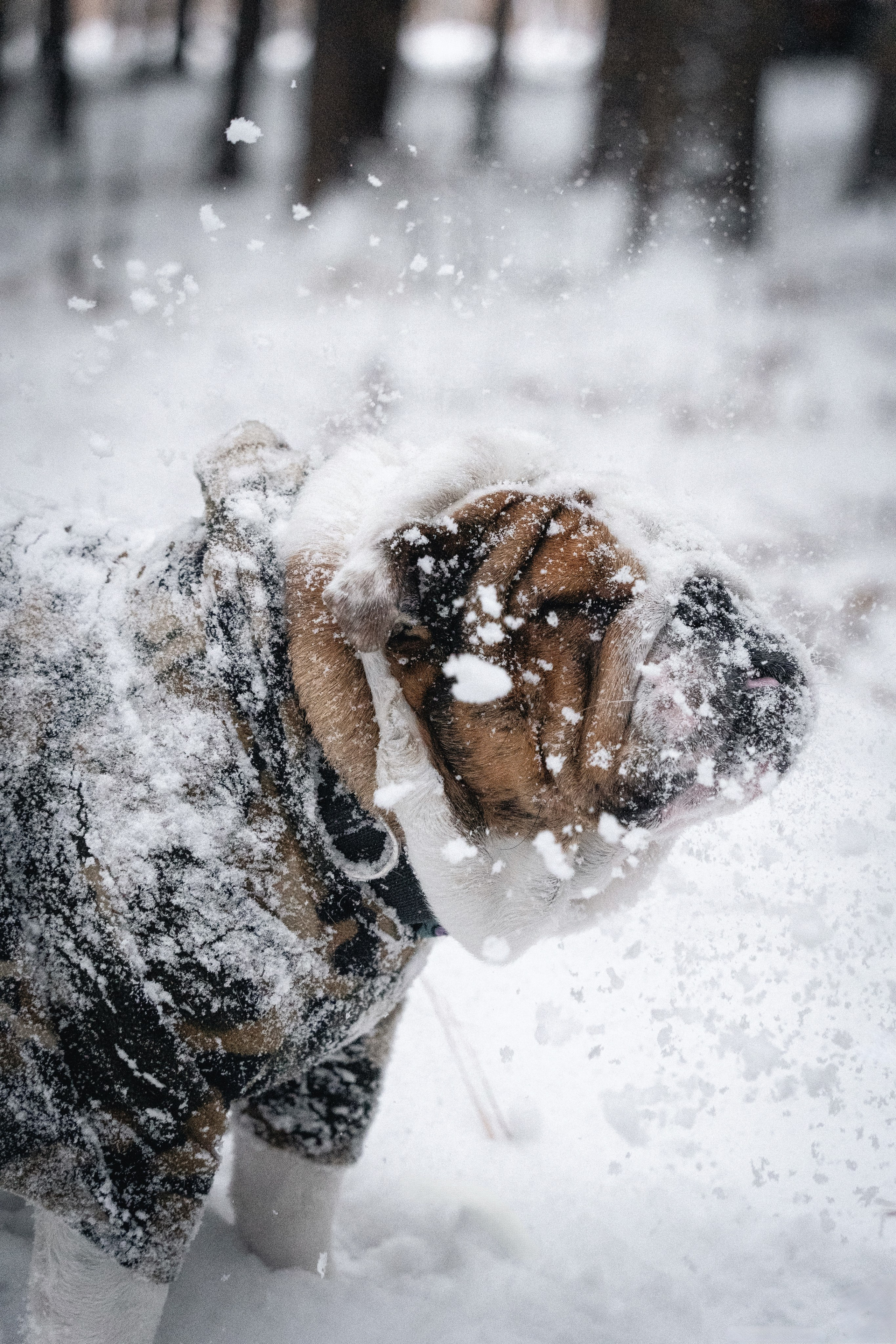 Зимняя история. Семейный фотограф анималист г. Находка
