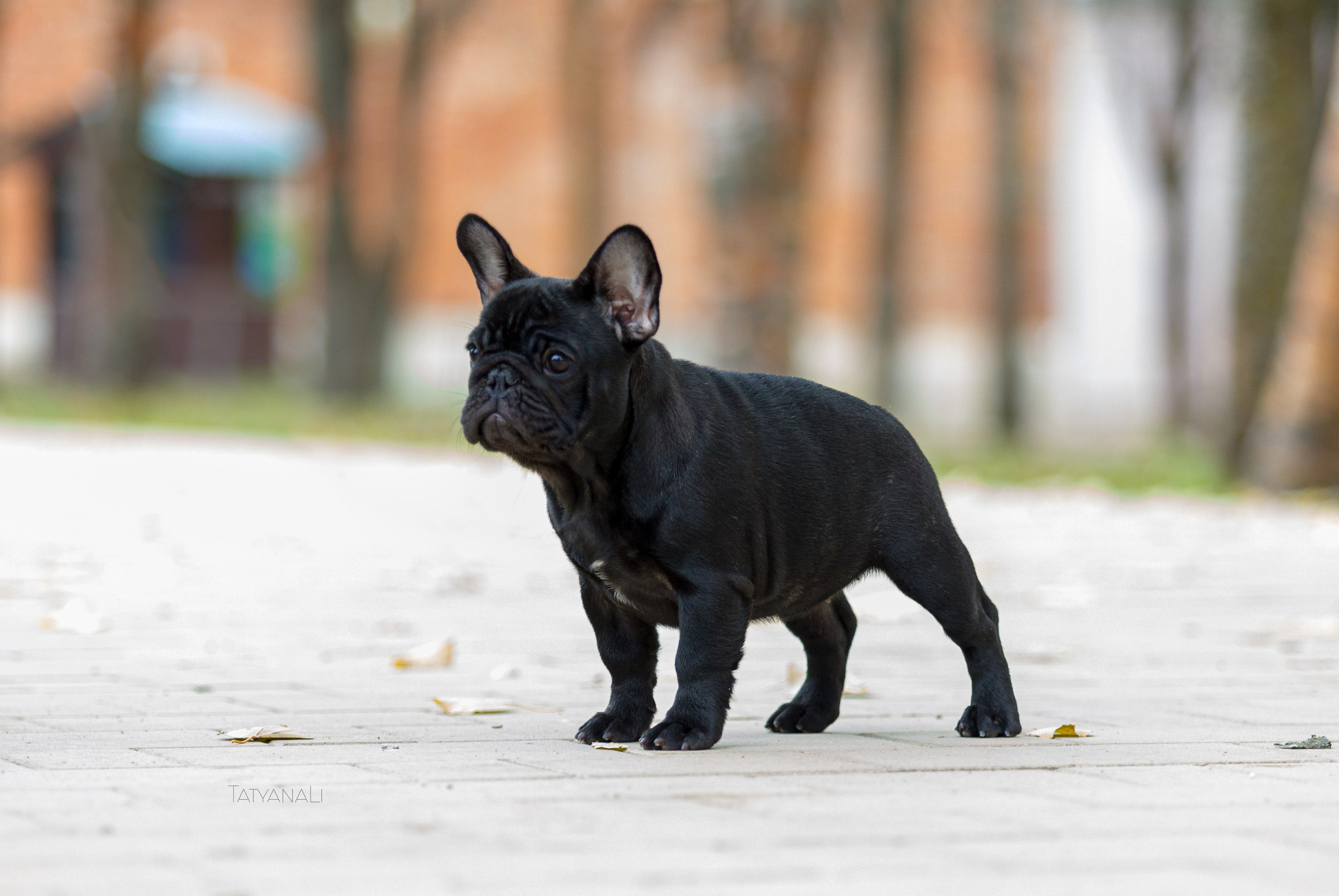 Французкий бульдог. Фотограф — анималист Татьяна Ли