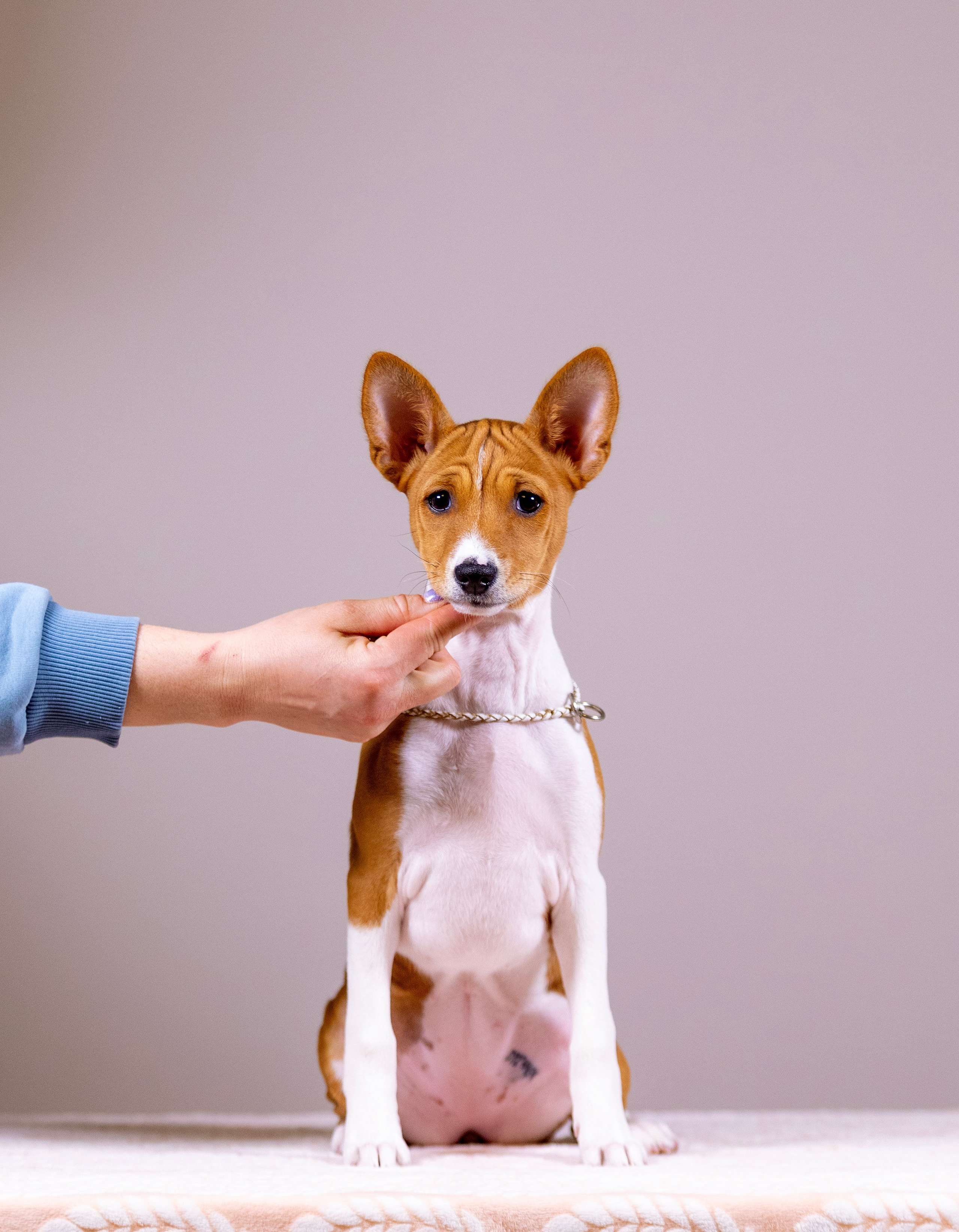 Басенджи. Фотограф — анималист Татьяна Ли