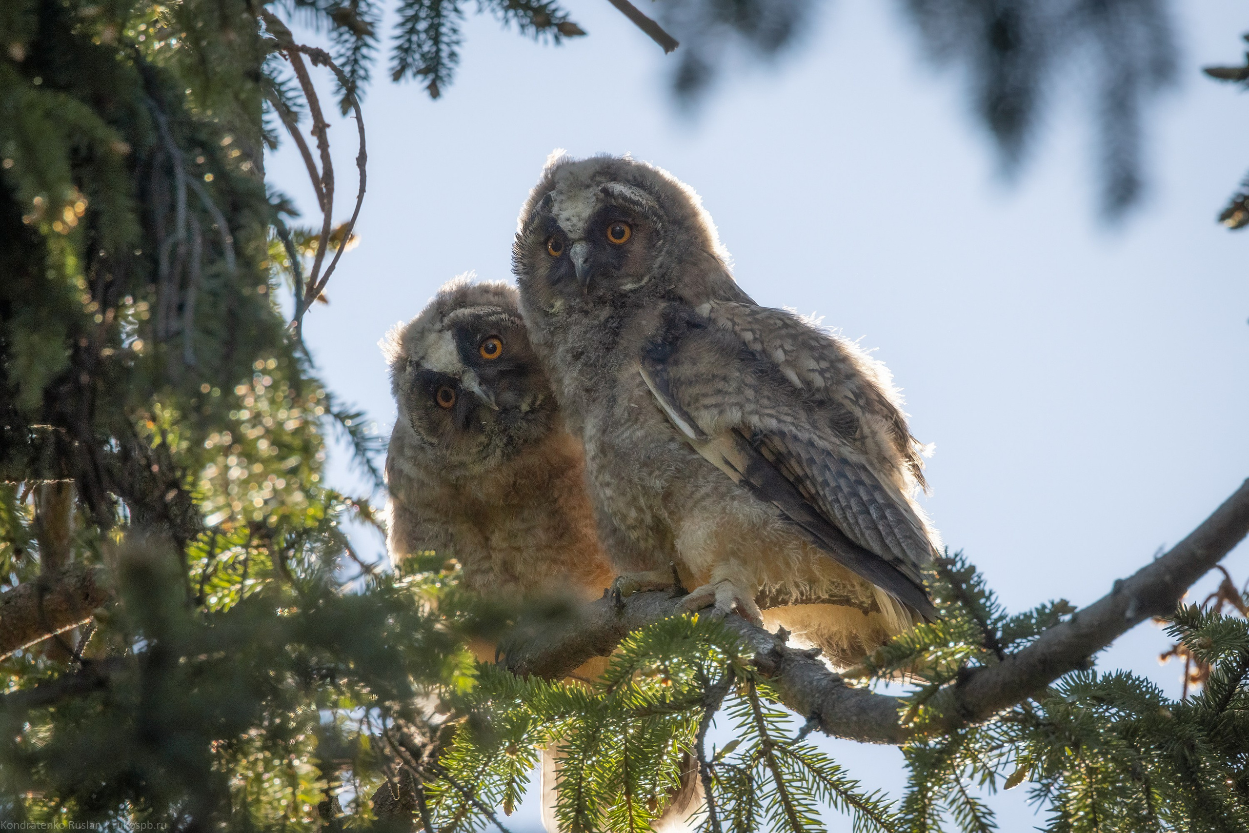 Ушастая сова. Архитектурный и пейзажный фотограф Кондратенко Руслан, Санкт-Петербург