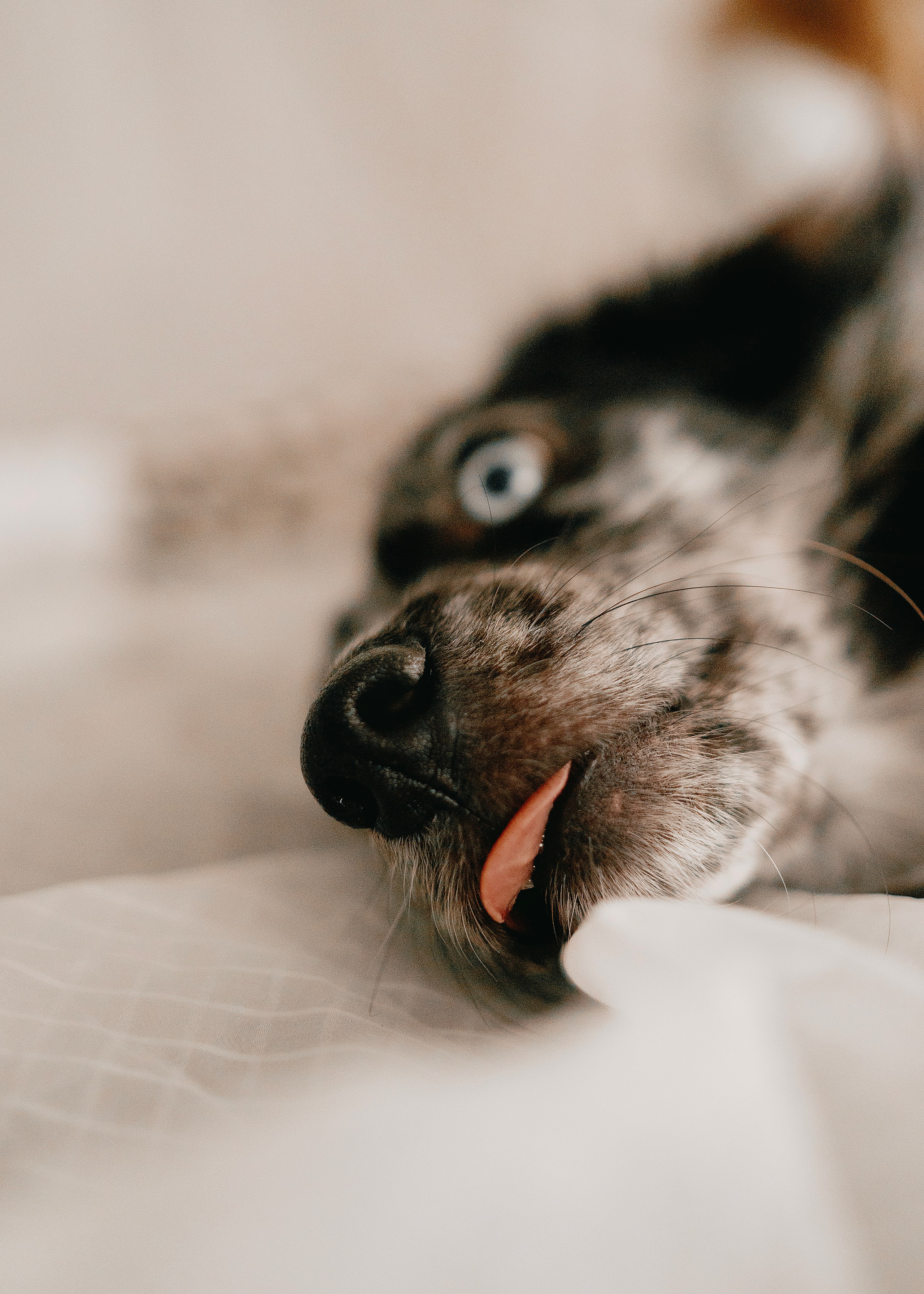 Бублик. Фотограф- анималист Александра Матвеева