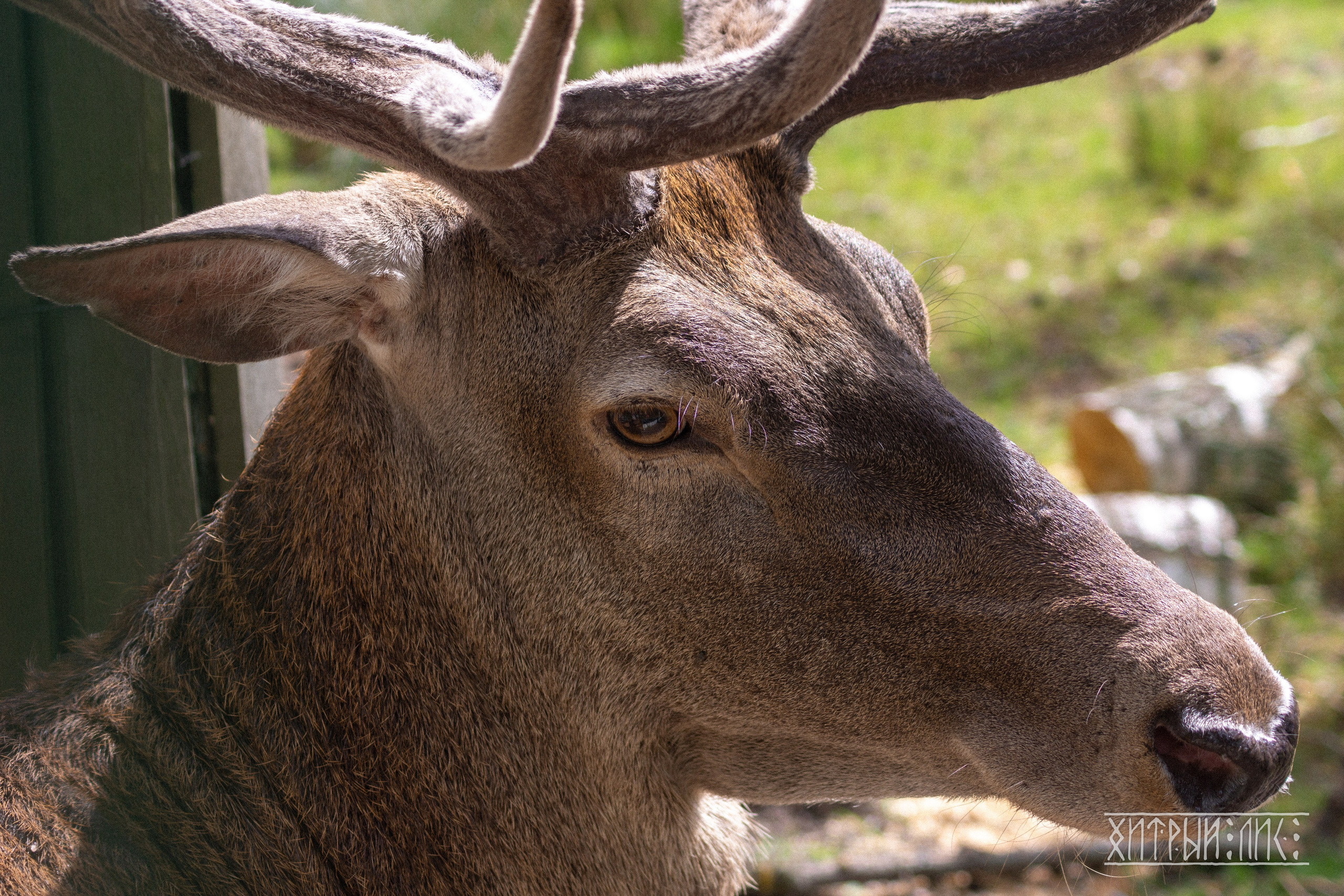 Беларусь. Фотограф-путешественник Самойлов Максим «Sly Fox»