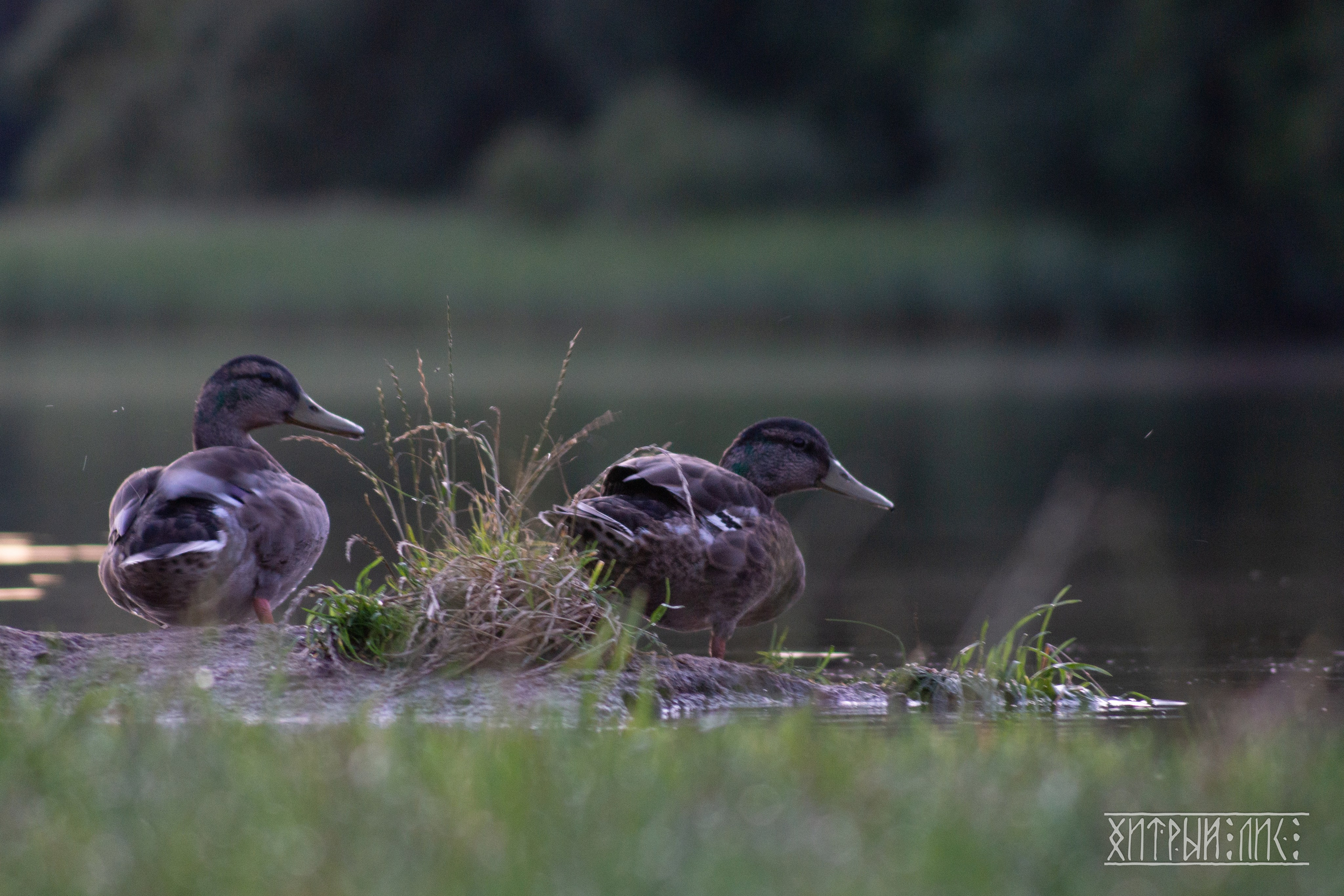 Беларусь. Фотограф-путешественник Самойлов Максим «Sly Fox»