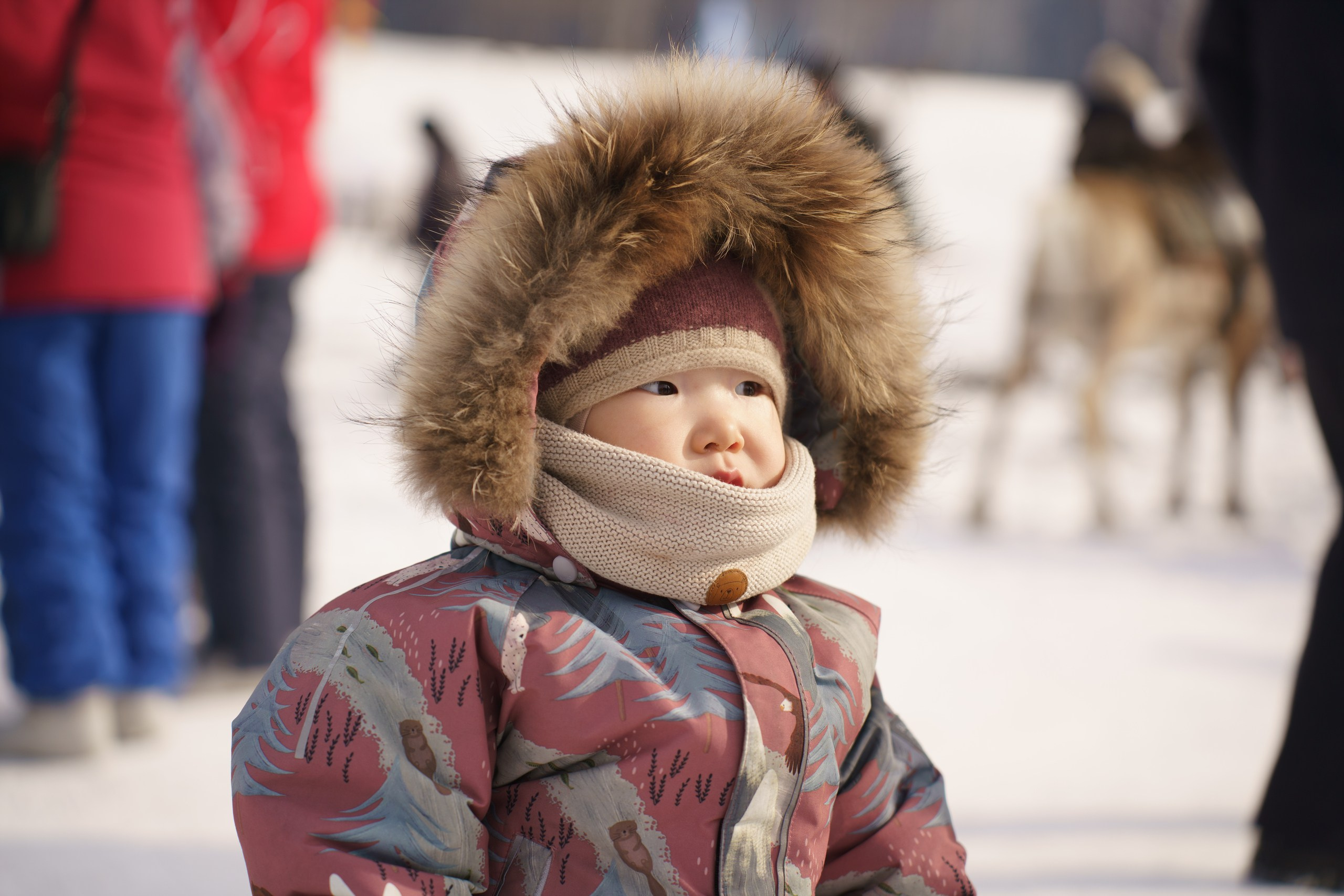 В олене жизнь. Фотограф в Красноярске Нерозя Александр. Пейзаж, природа, портрет