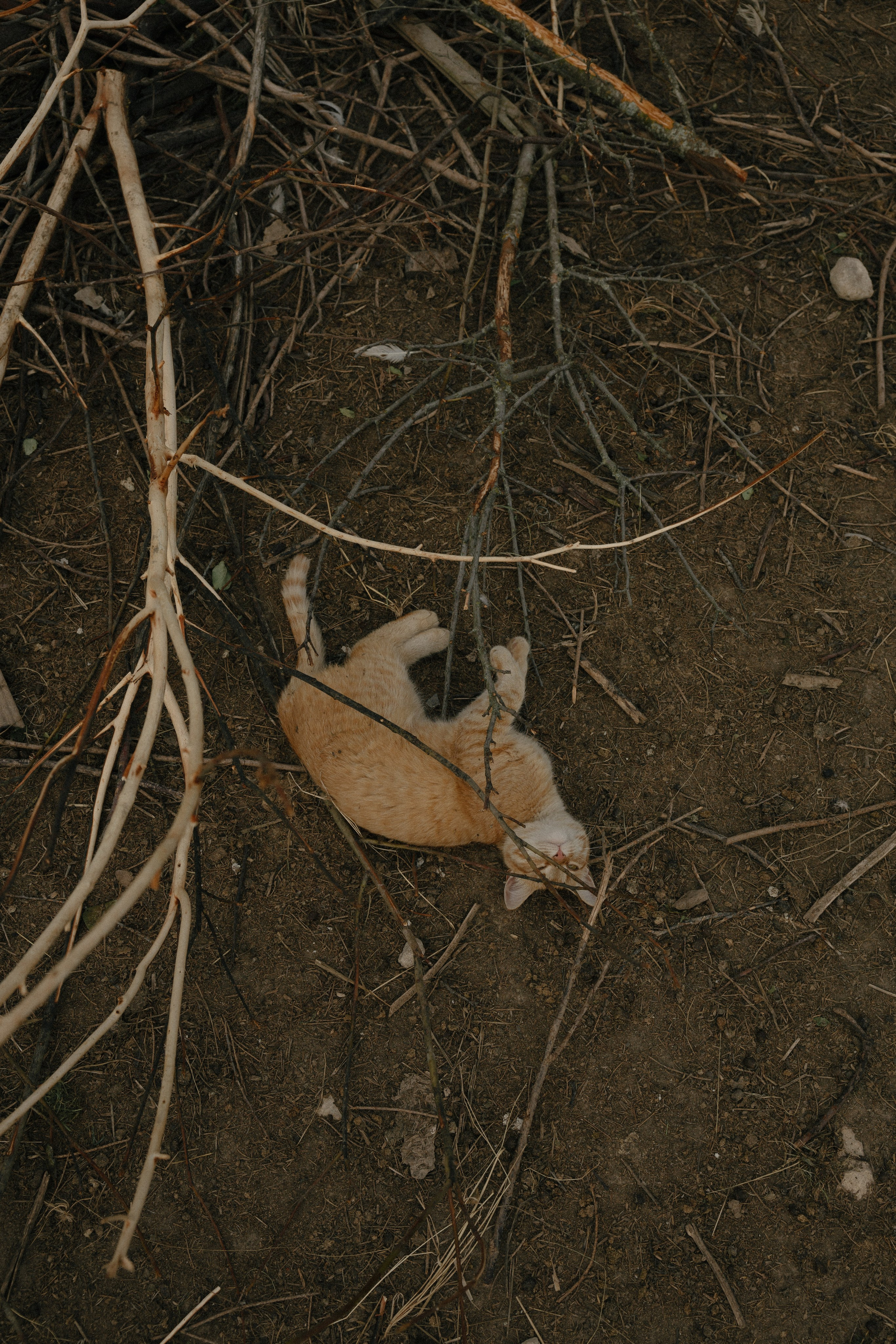 Таня и Тася в деревне. Дубинкина Екатерина Фотограф Рязань, Москва