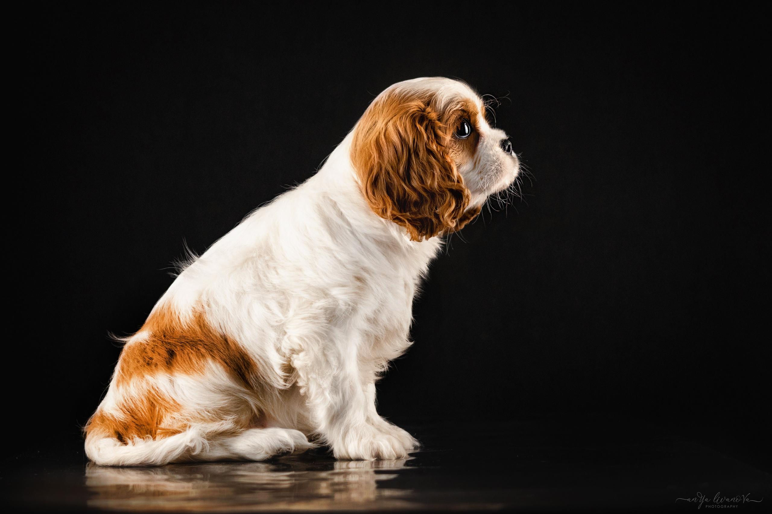 Кавалерчики. Фотограф анималист Аня Ливанова | Рыбинск