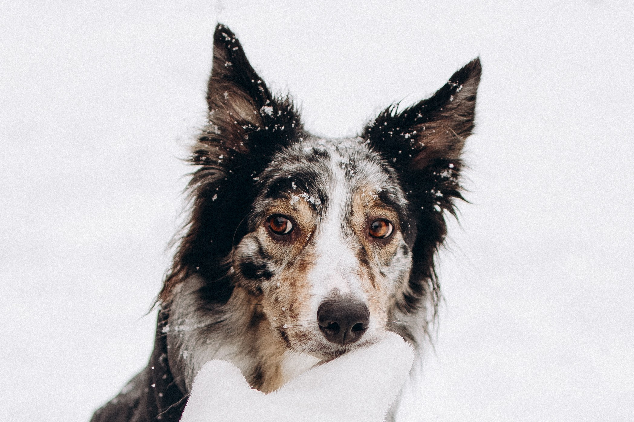 Настя и Тор. Фотораф — анималист Мария Шистка