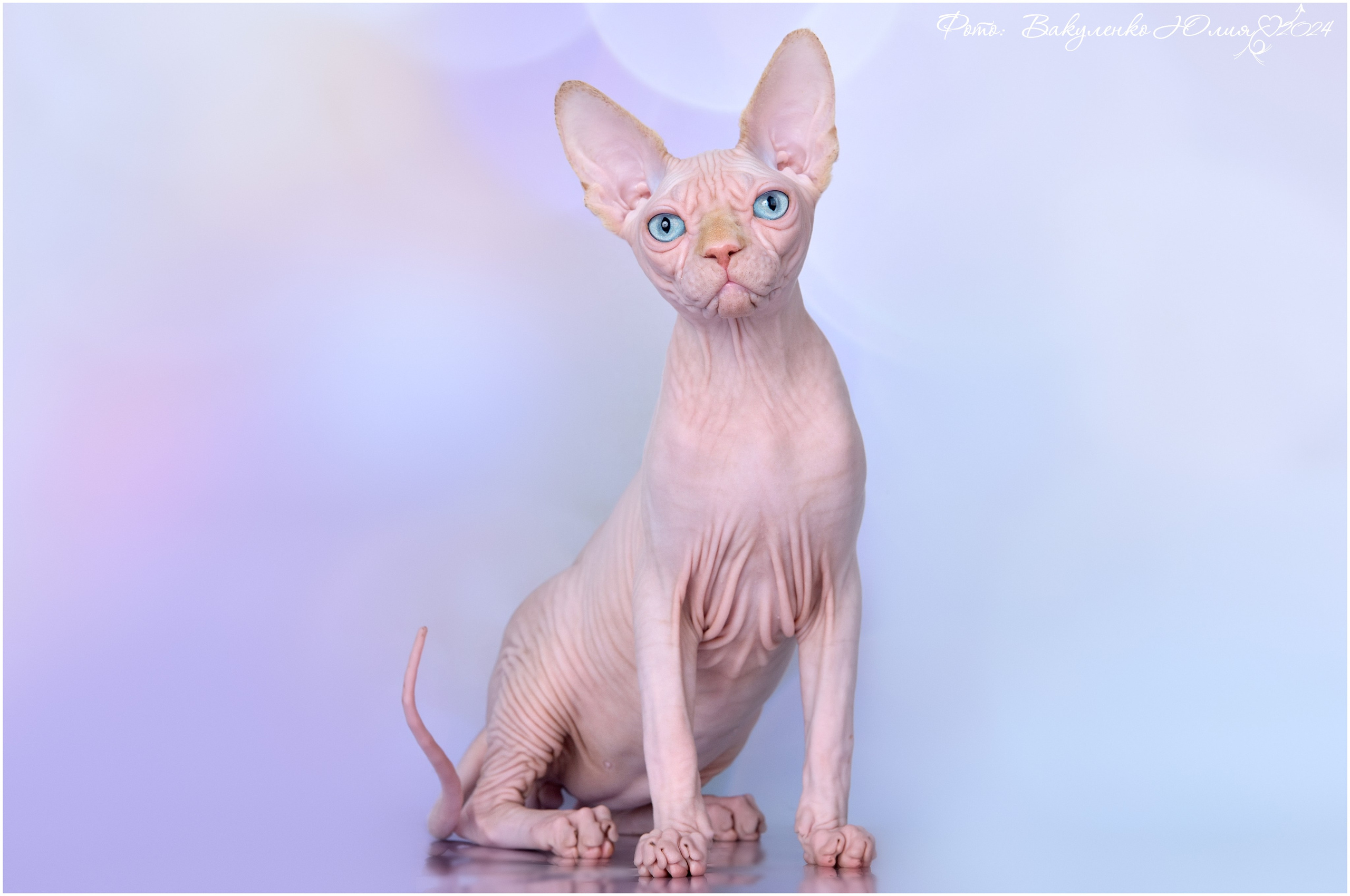 Взрослые. Фотограф анималист | семейный Юлия Вакуленко, г. Краснодар