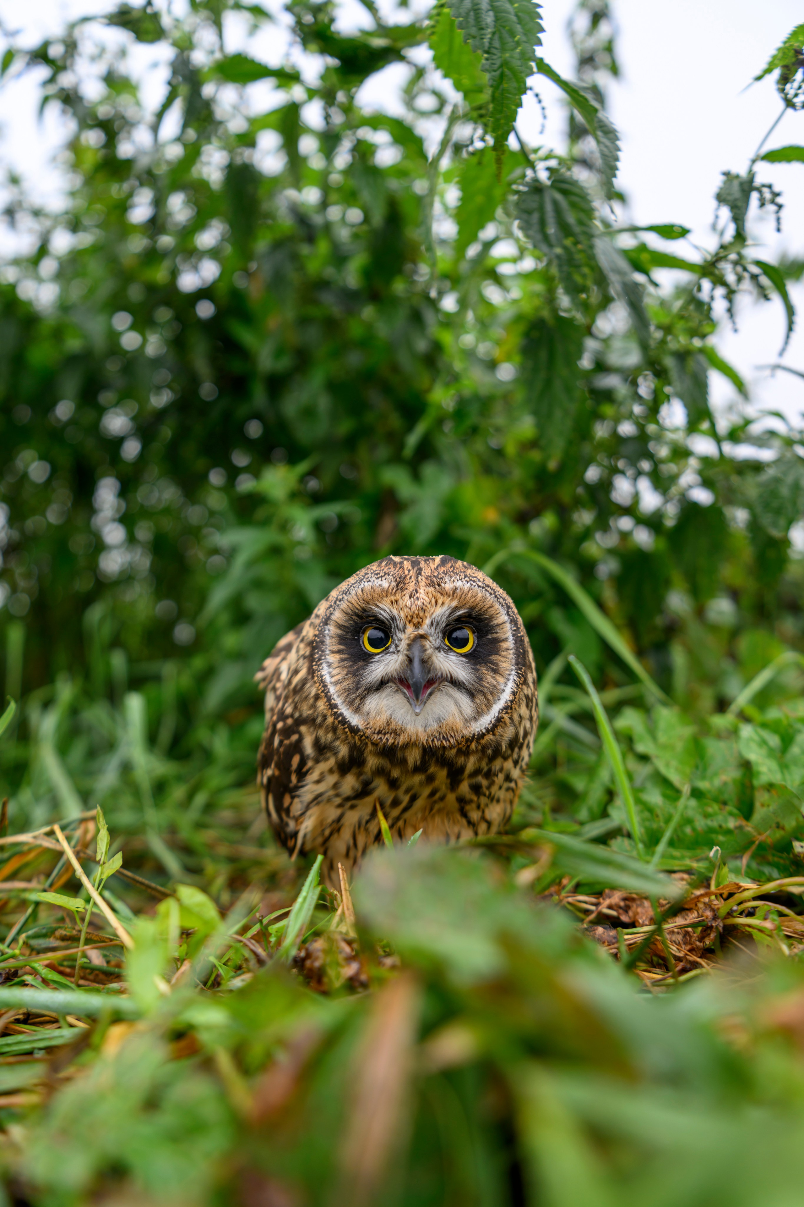 Фотосессия совенка | Owlet photo session. Фотограф Сергей Пупонин