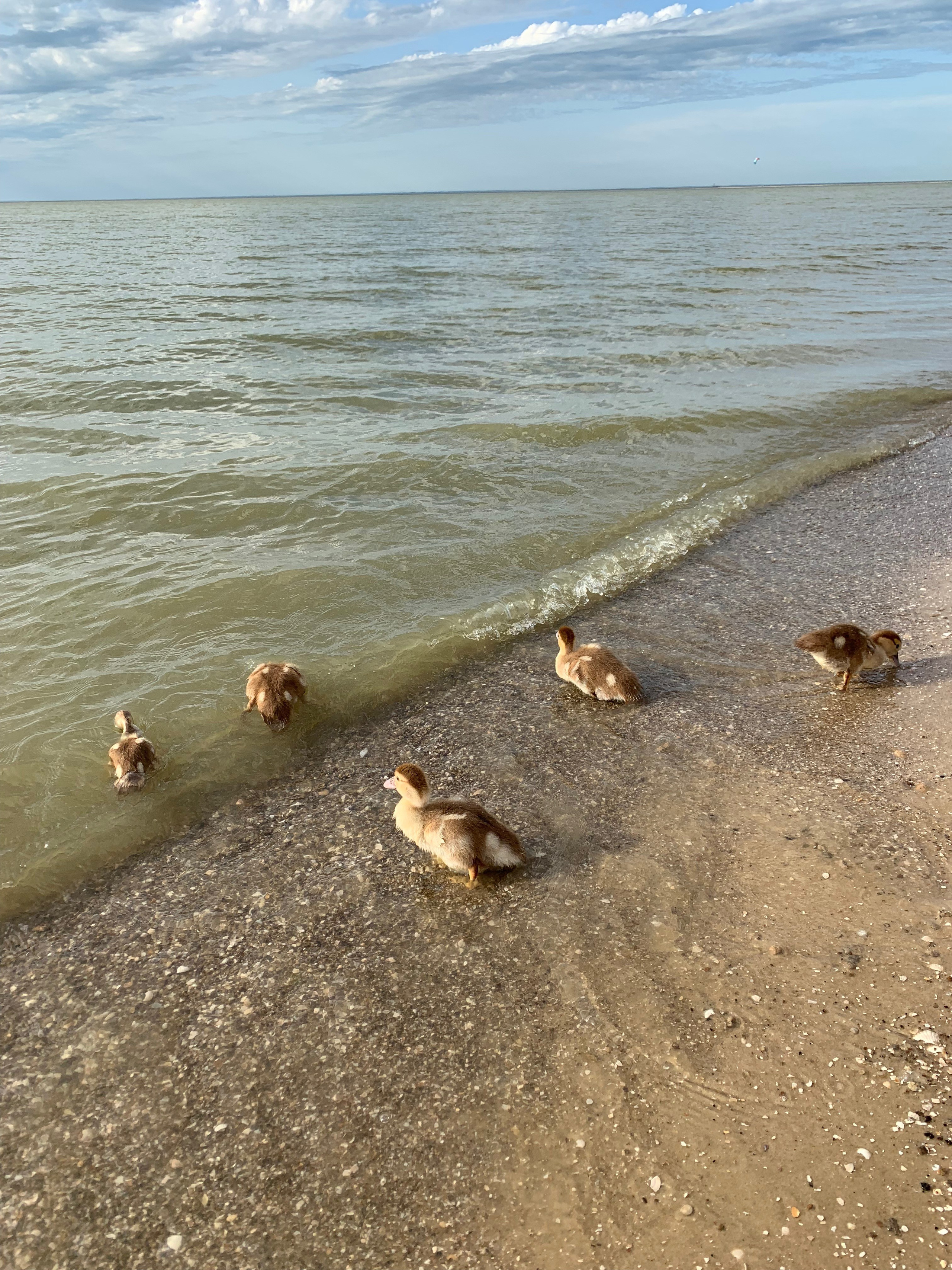 Азов -19. Своя Мастерская