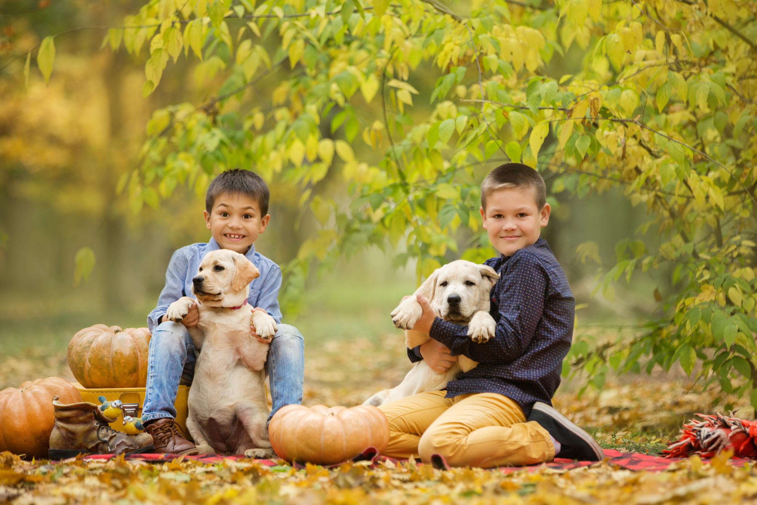 Щенки лабрадоры. Осень. Свадебный семейный и детский фотограф в Краснодаре Карина Федоровская