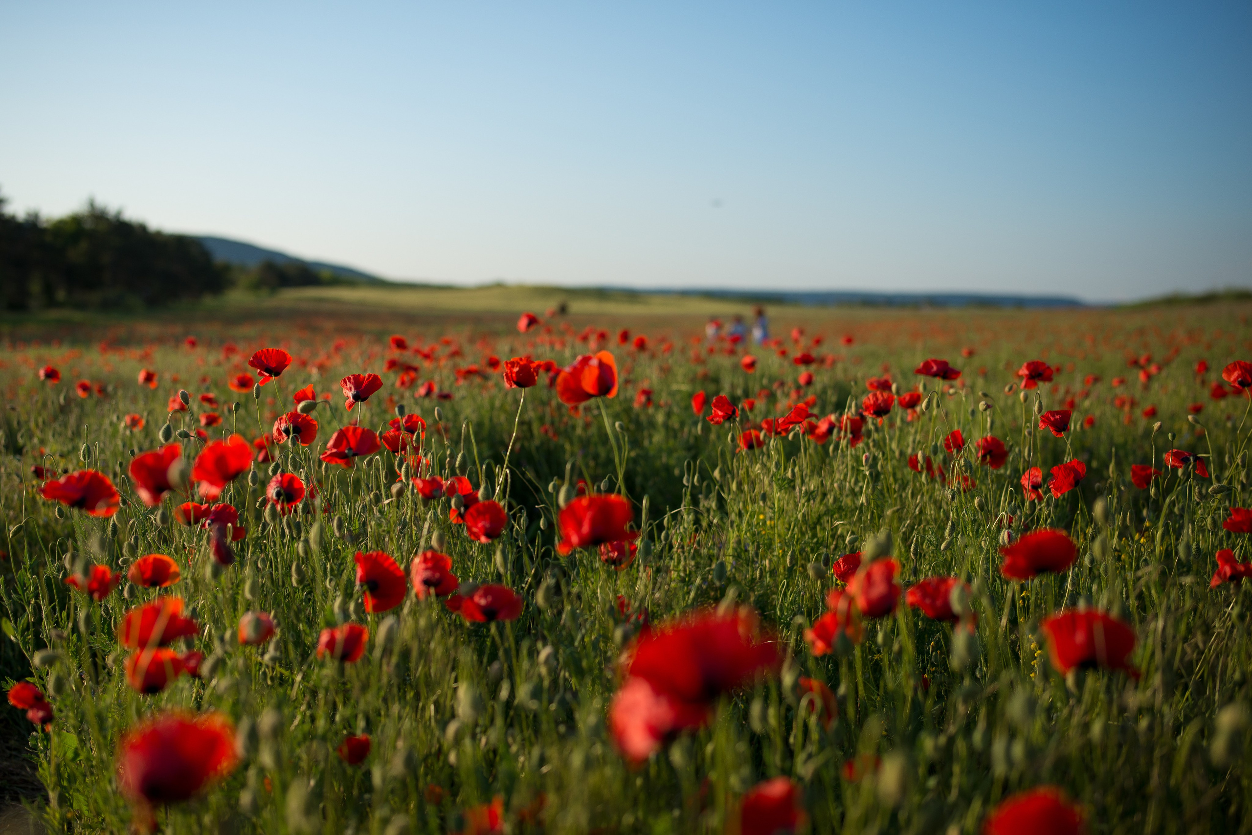 Что цветет в Крыму зимой, весной, летом и осенью. Семейный фотограф в Севастополе и Крыму Александра Погребняк