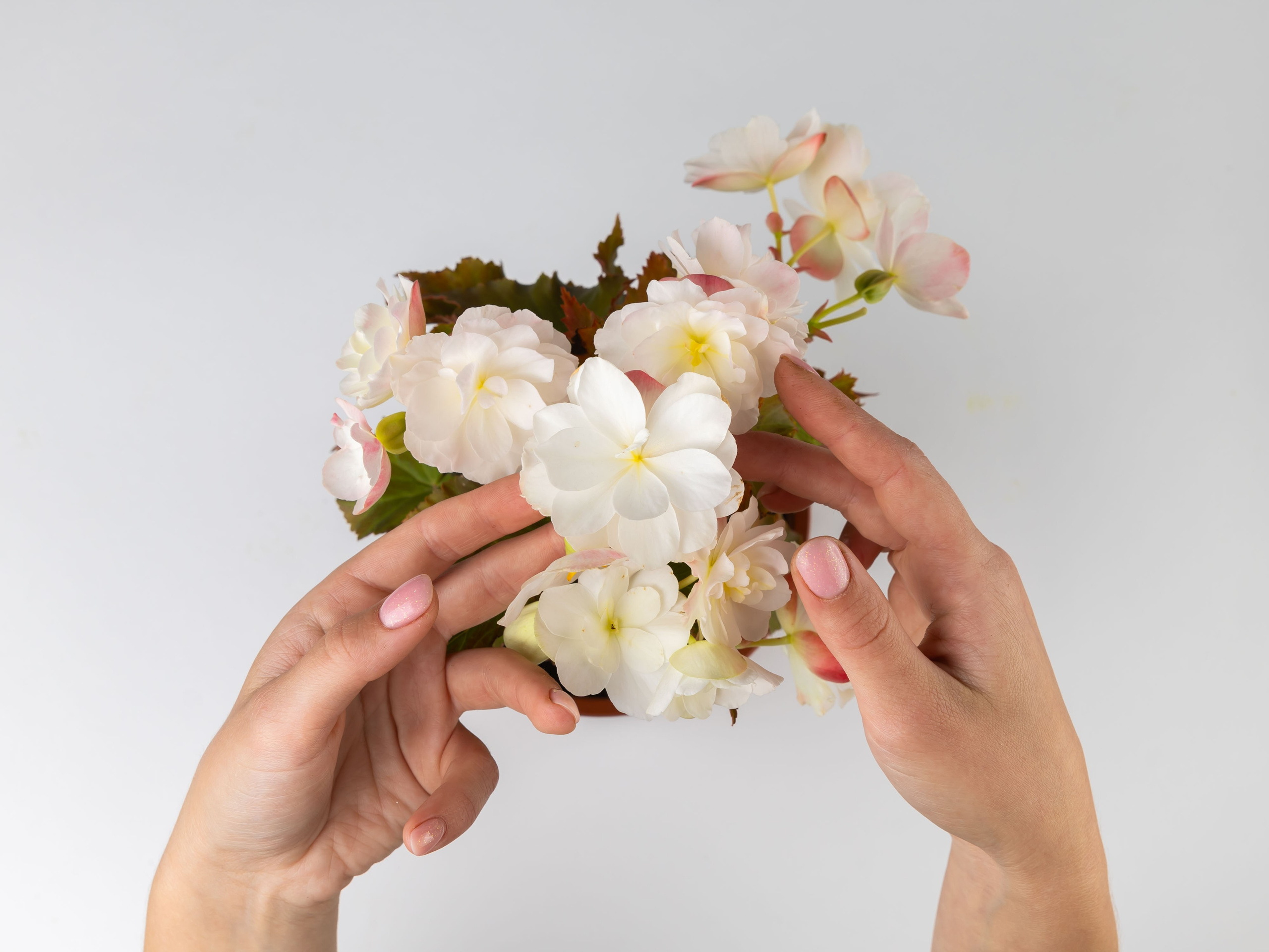 ЦВЕТЫ. ФОТОГРАФ ВИНОГРАДОВА ДАРЬЯ