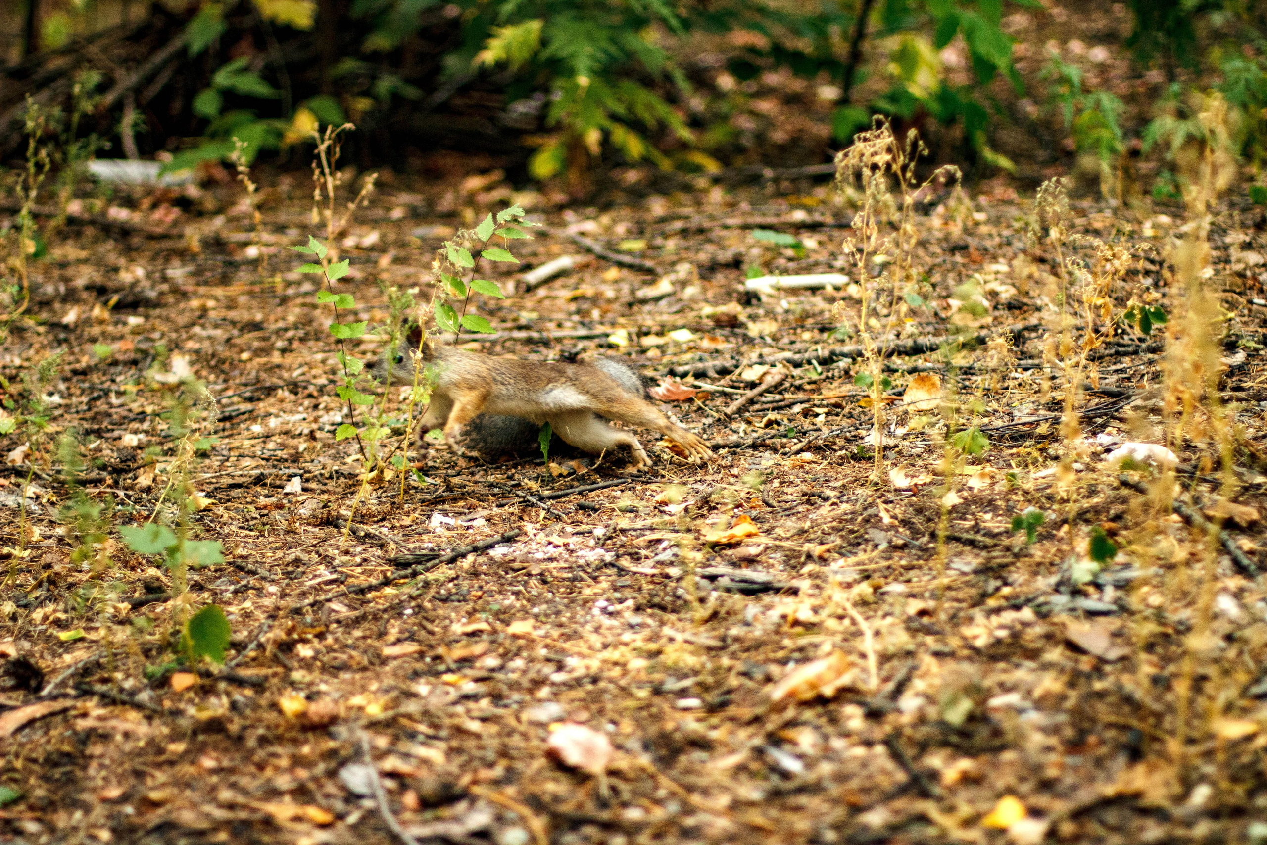 Белки / Squirrels. Фотограф Андрей Гузеев