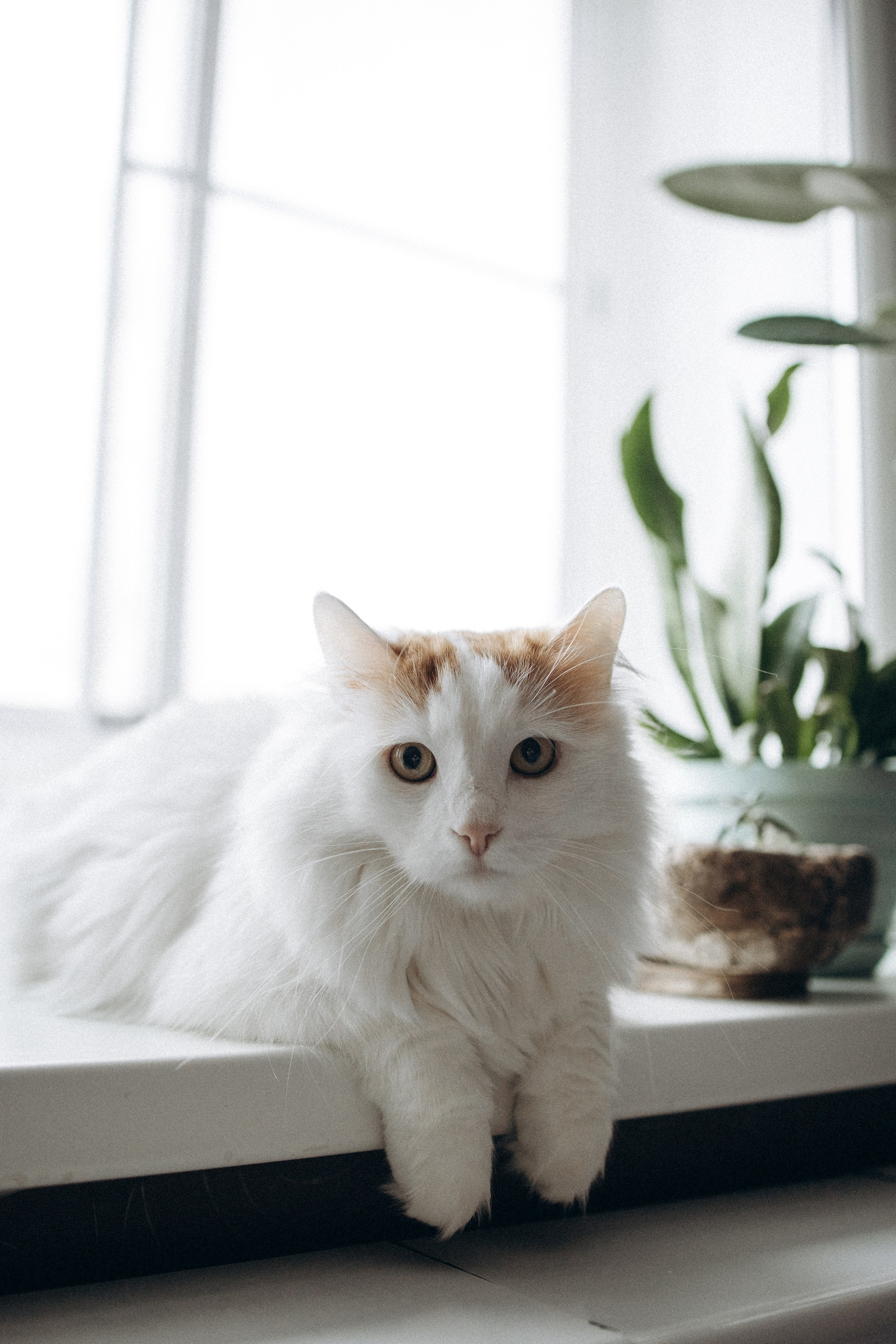 Маша и ее семья. Фотораф — анималист Мария Шистка