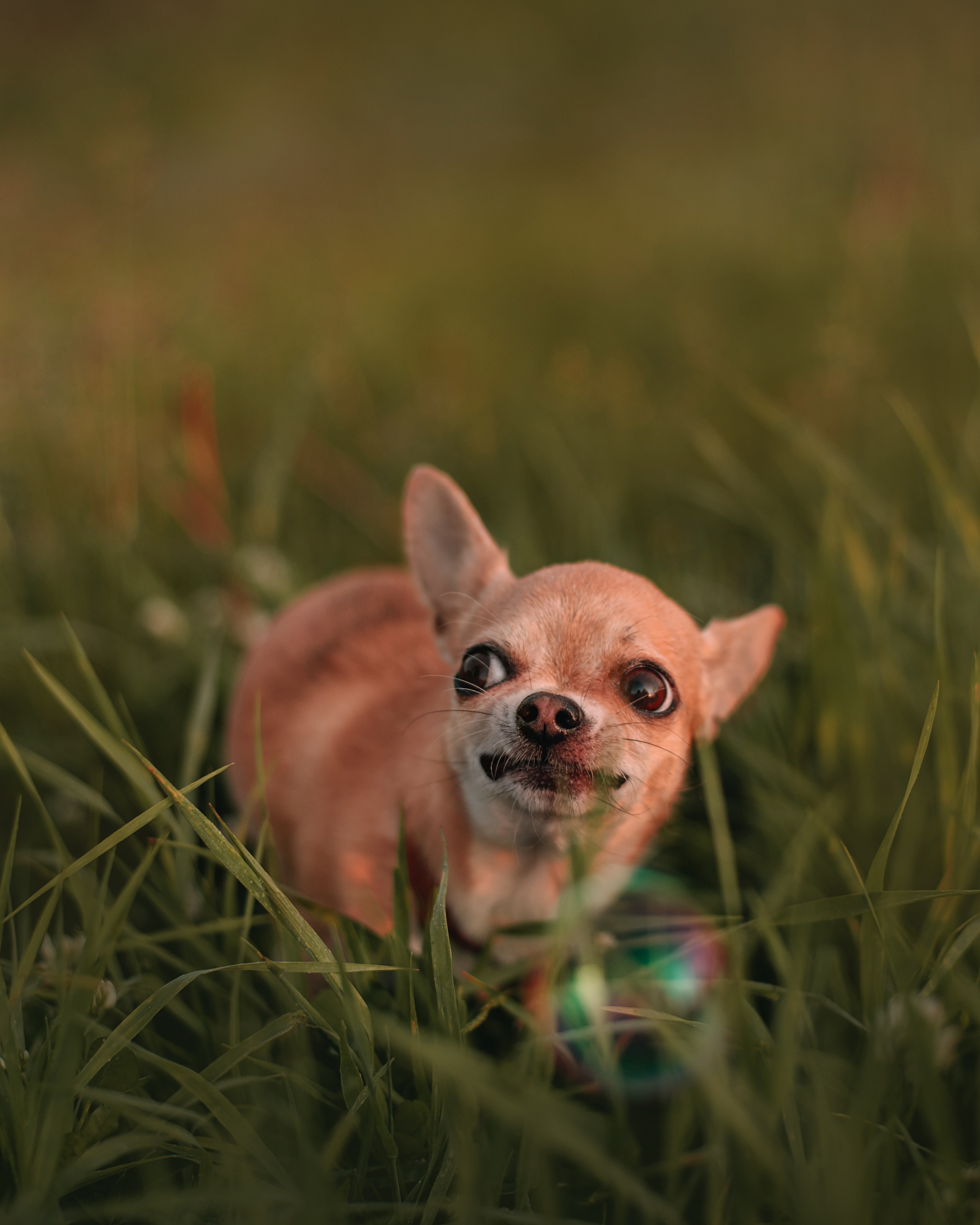 Прогулка: чихуахуа Хенни и Алина во Владивостоке. Портфолио