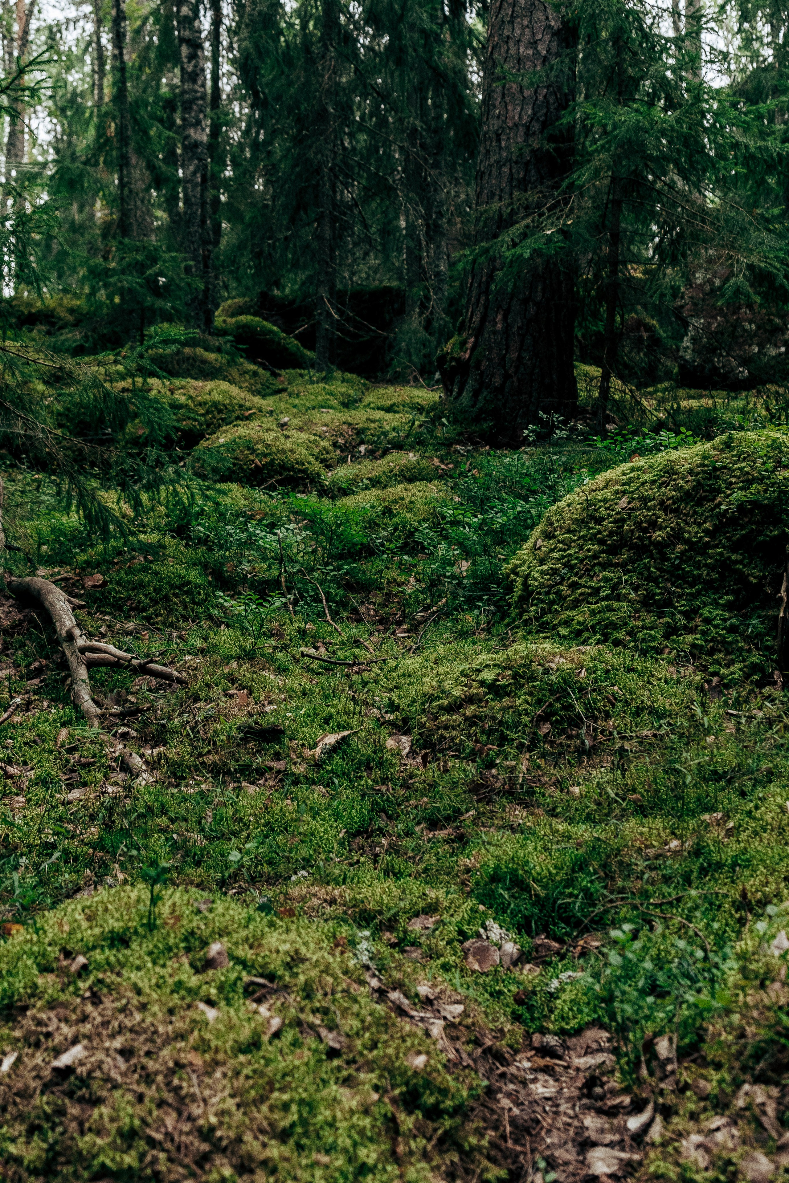 Фотосессия в лесу. Профессиональный фотограф в Санкт-Петербурге Александр Волосенцев