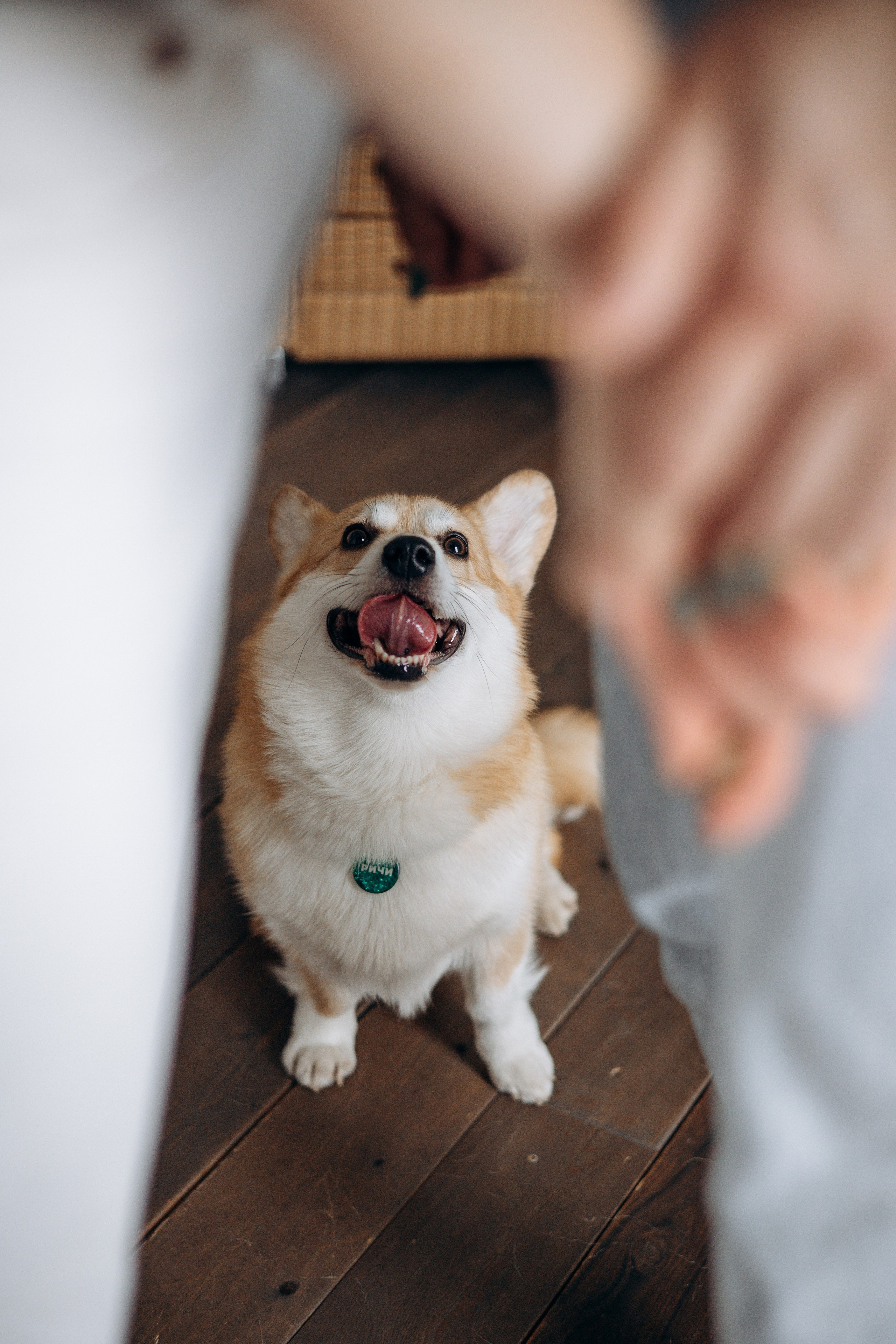 Ричи и его семья. Фотограф — Анималист | Санкт-Петербург