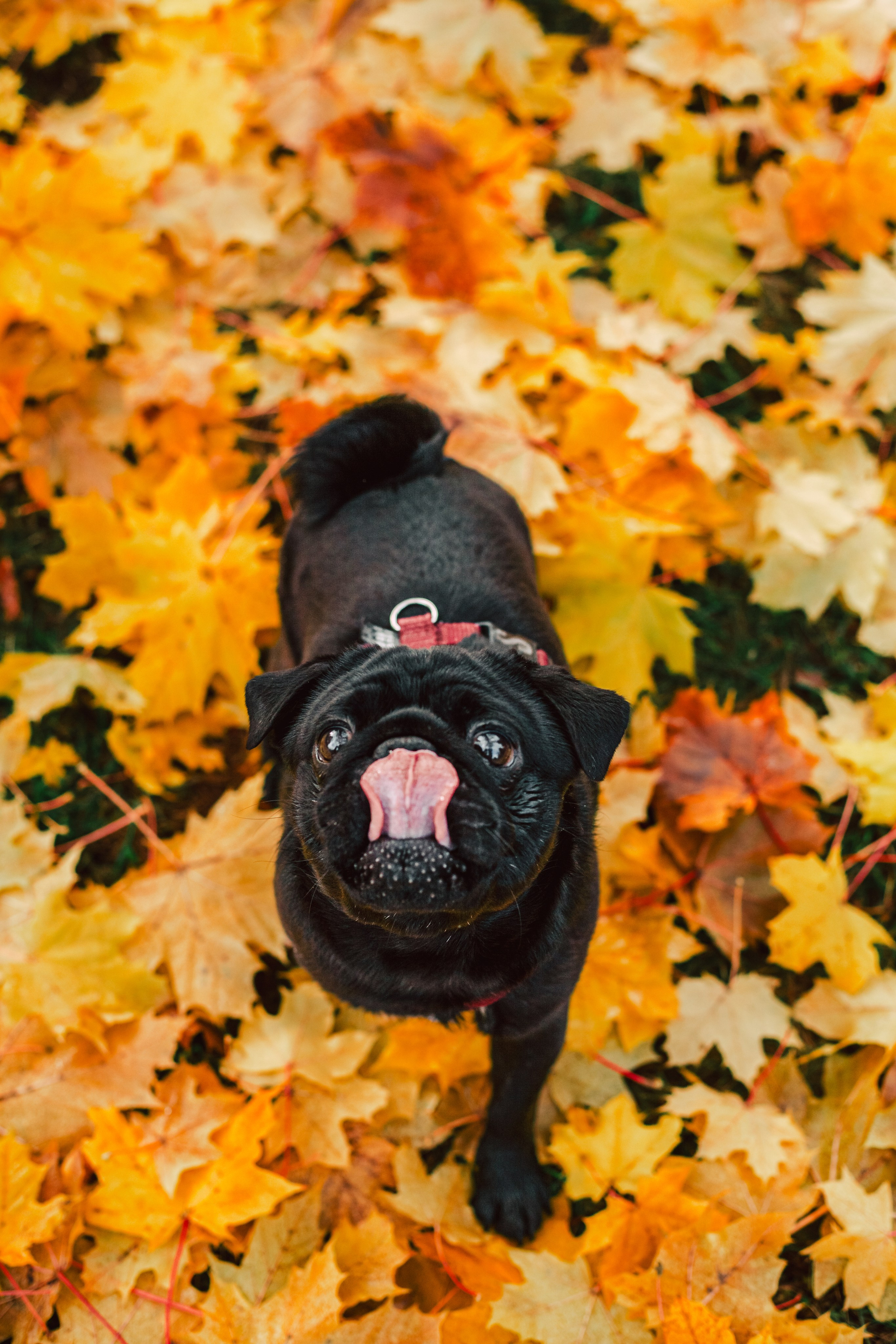 Оля, Харви, Луис. Фотограф-анималист Татьяна Степанова