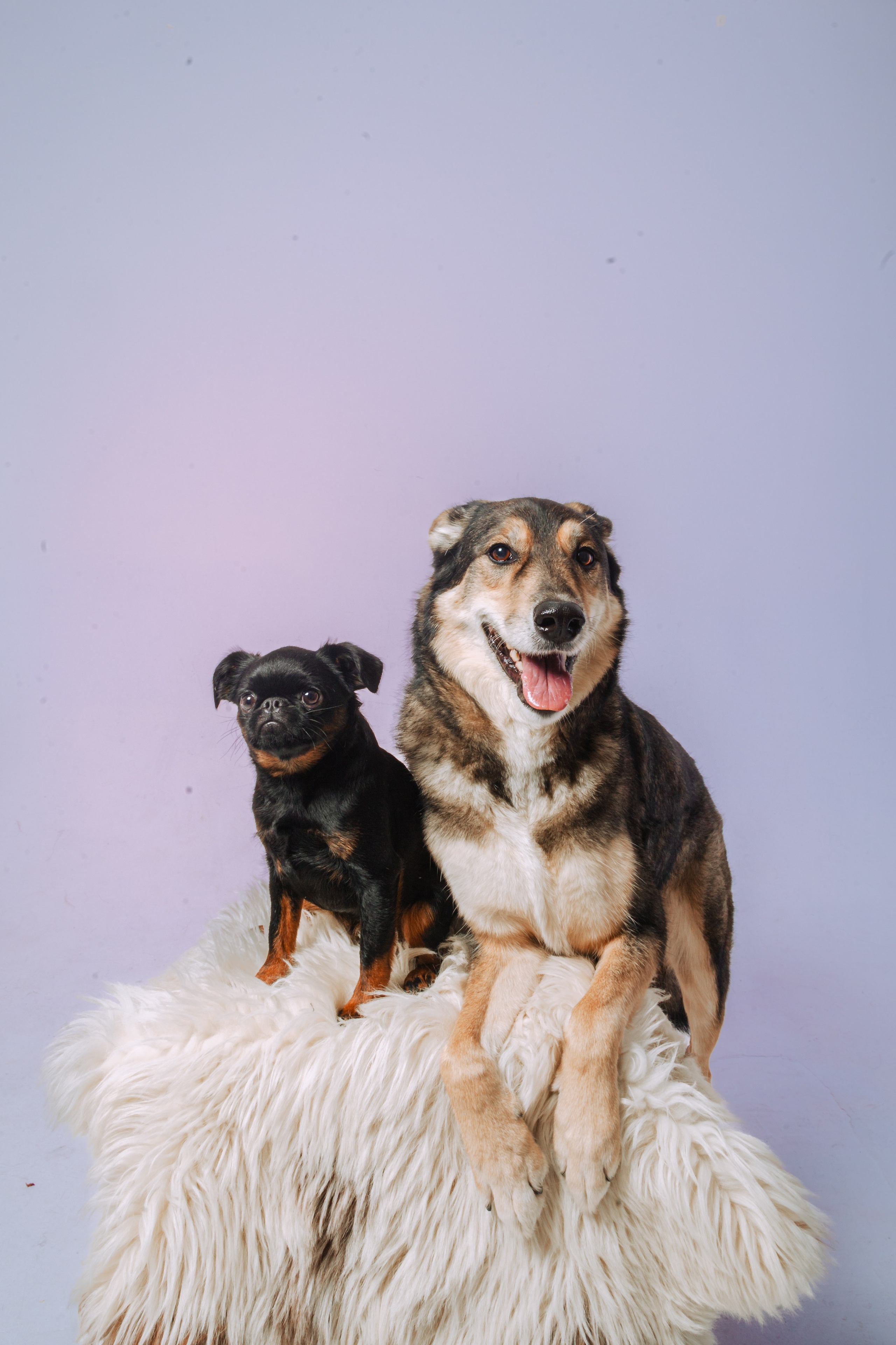 Студийная фотосессия с цветным светом. Фотограф-анималист Татьяна Степанова