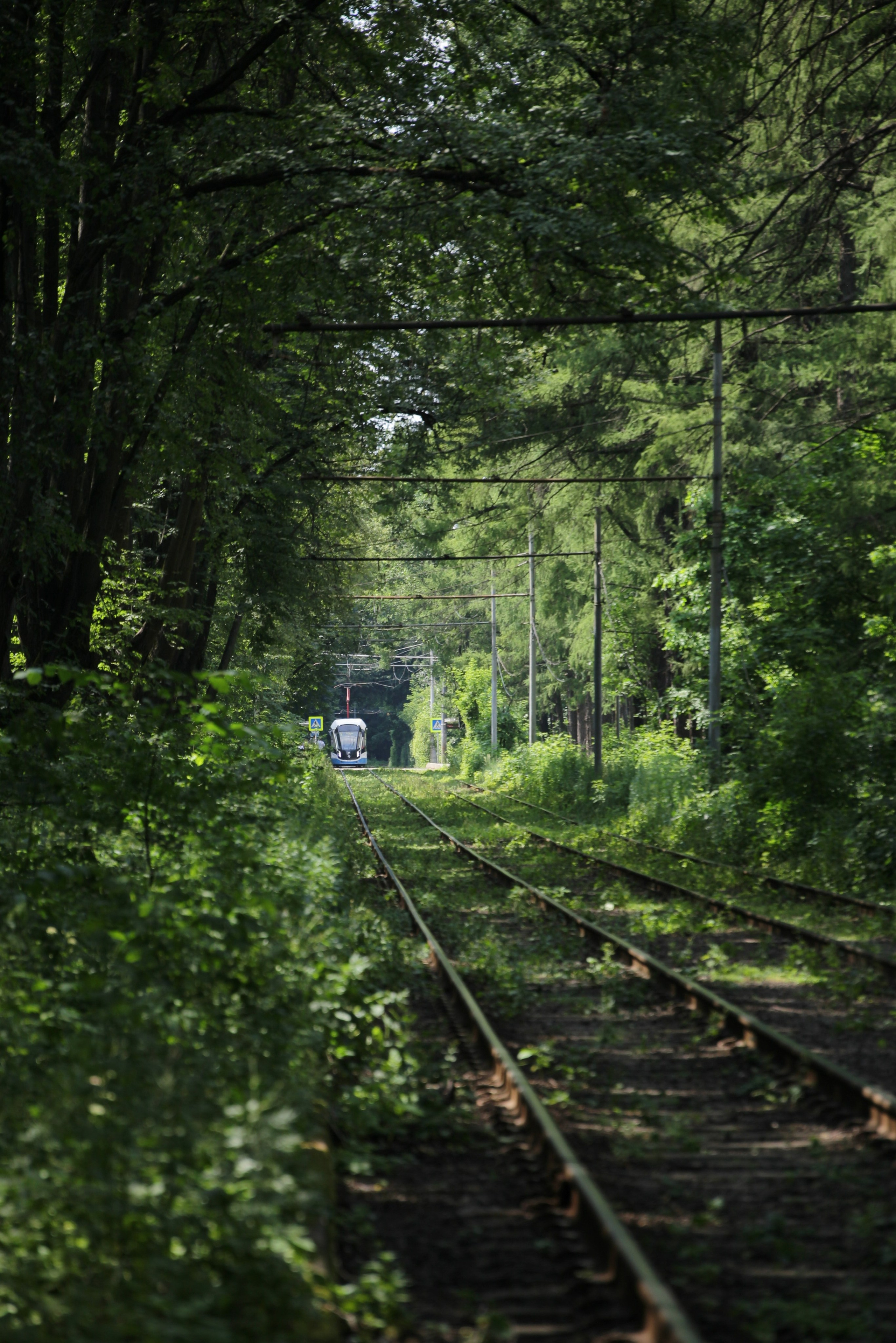 Автор: Людмила Лучаева