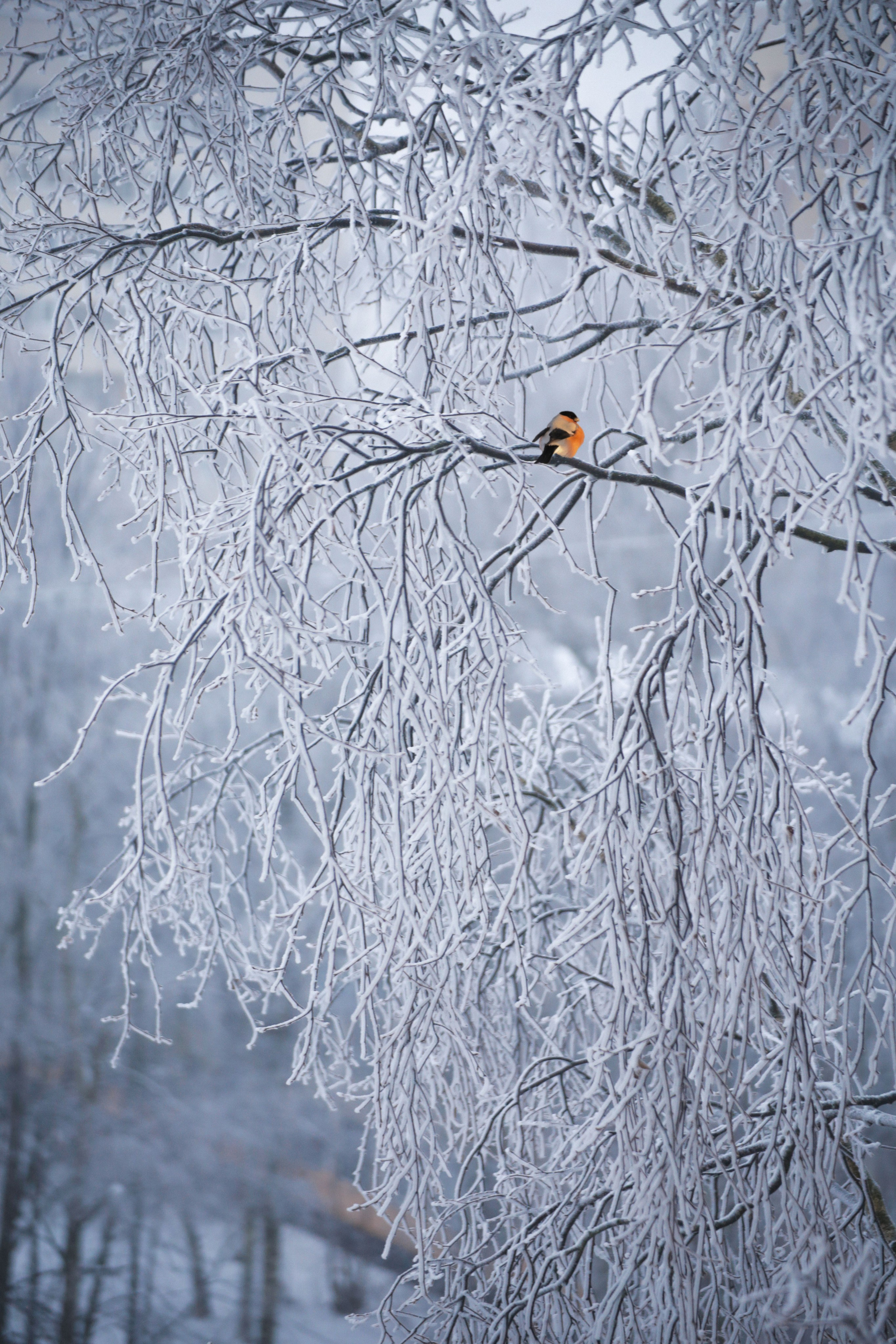 Зима. Костюмер, художник кино и телевидения в спб