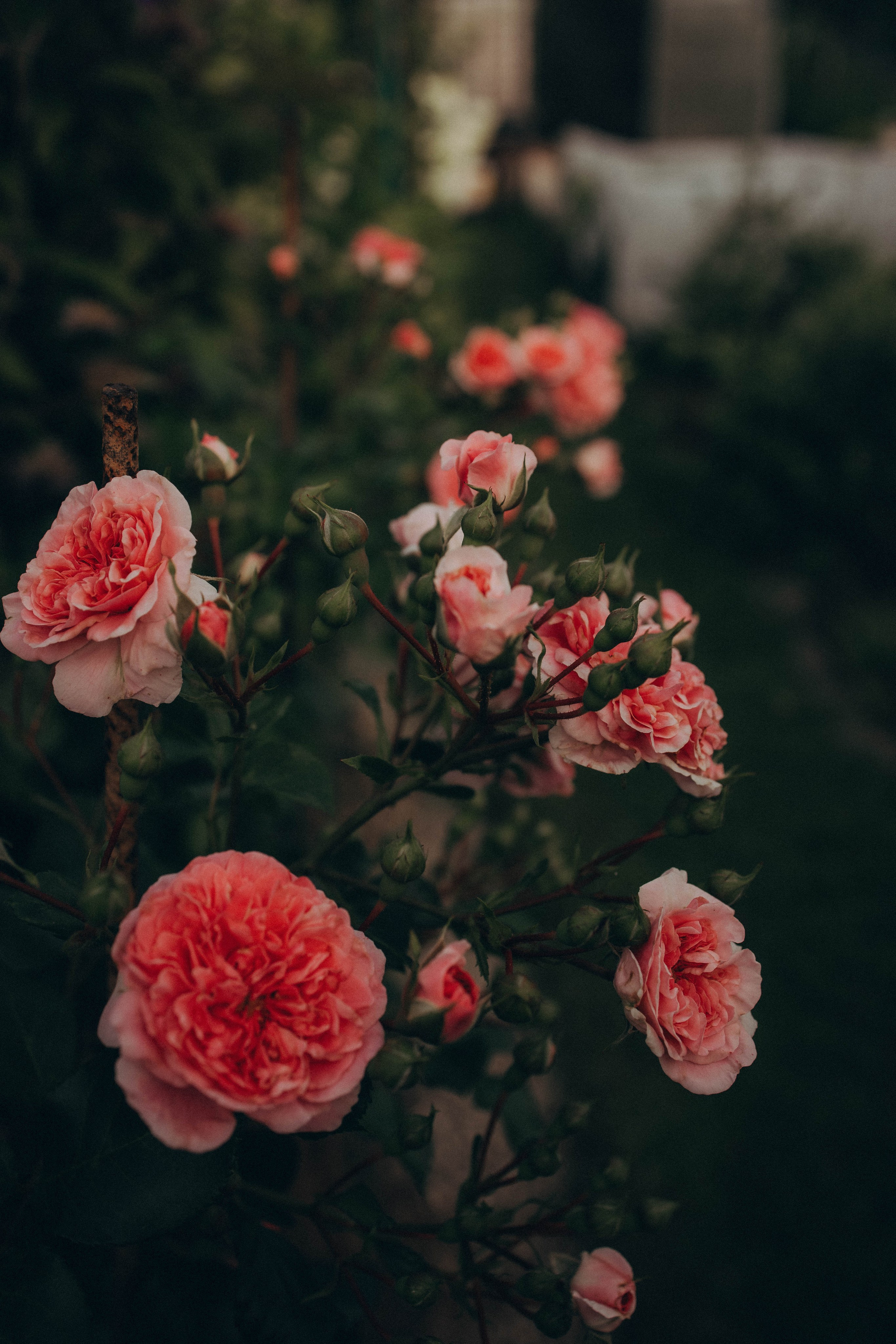 Одним летним днем. Фотограф lifestylе в Москве Пшеничная Анастасия