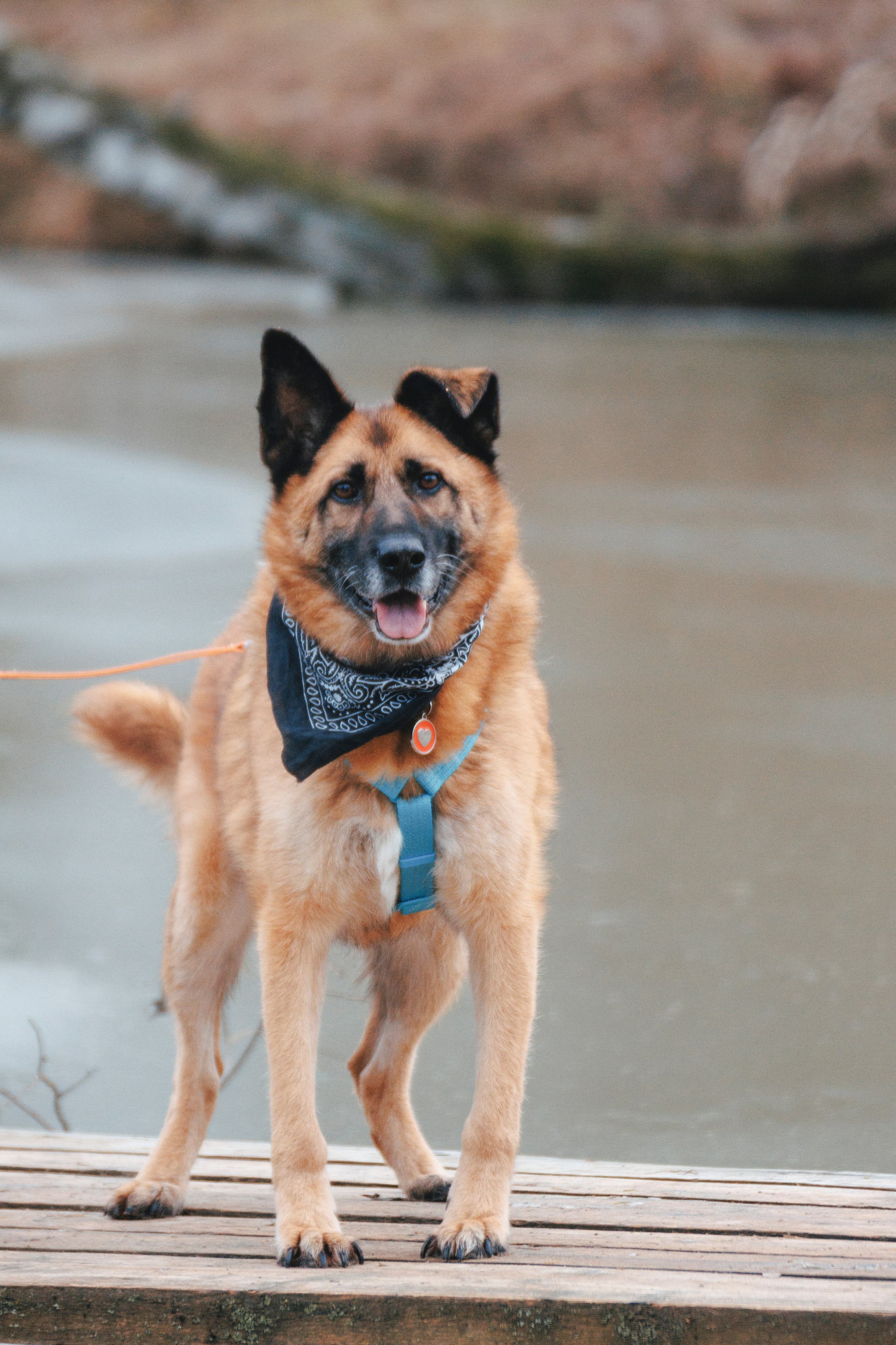 В поисках дома. Стас Соболь, фотограф анималист, репортажник, Москва