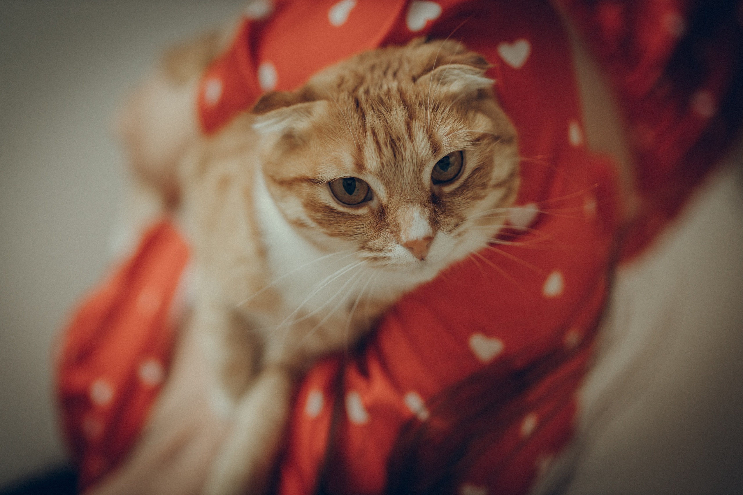 Аня & Кирилл. Семейный фотограф и фотограф на роды в Ростове-на-Дону Мухина Виктория