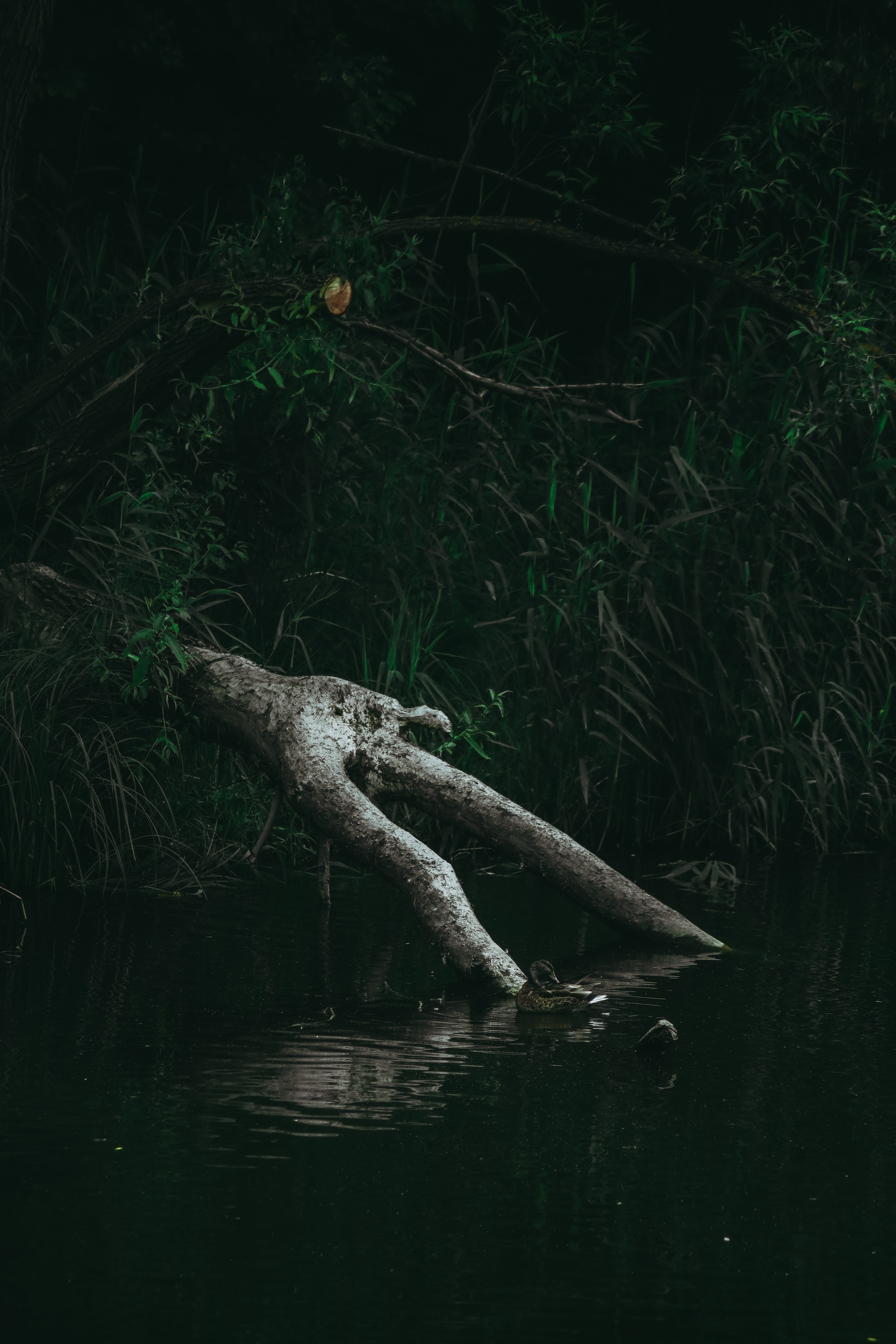 Т Е П Л Ы Й — З Е Л Е Н Ы Й. — Digital Noise —