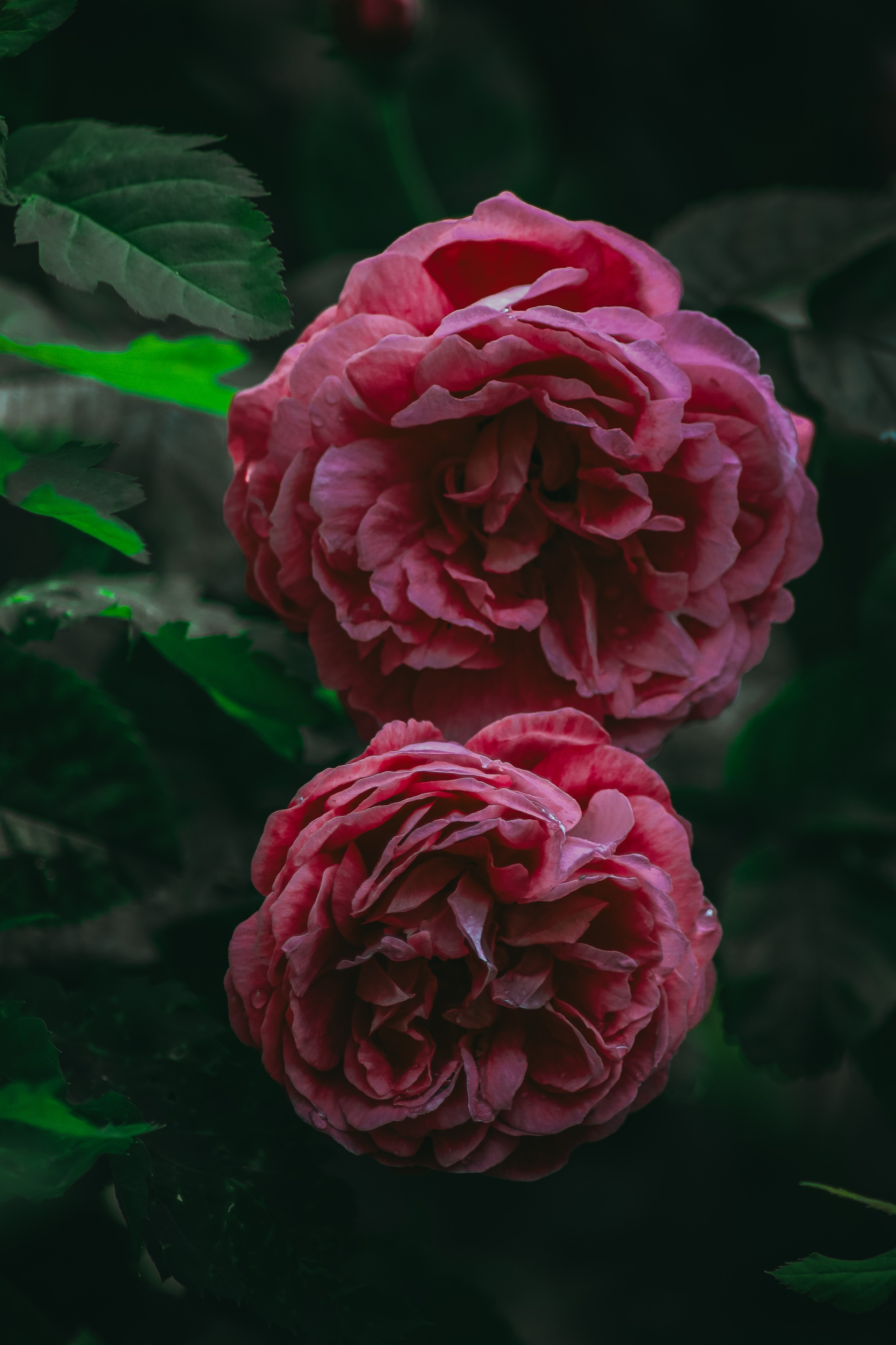 Р А С Т Е Н И Я. — Digital Noise —