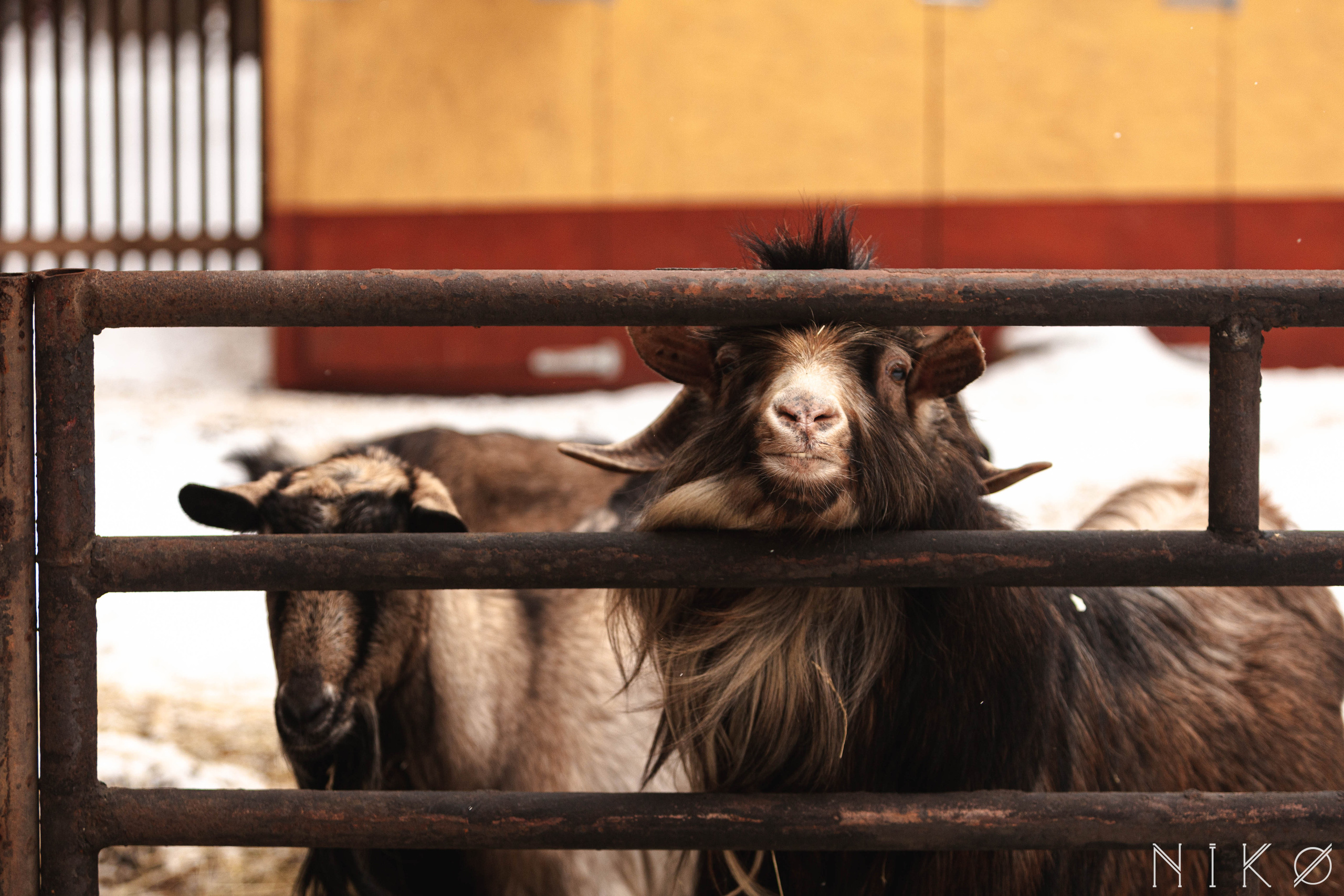 Гонка с собаками «Аврора Бореалис». Фотограф Николь Фолиянц