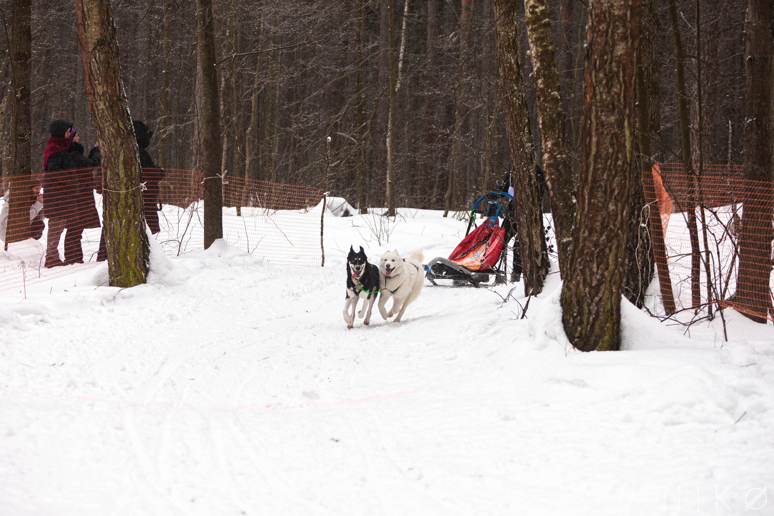 Гонка с собаками «Аврора Бореалис». Фотограф Николь Фолиянц
