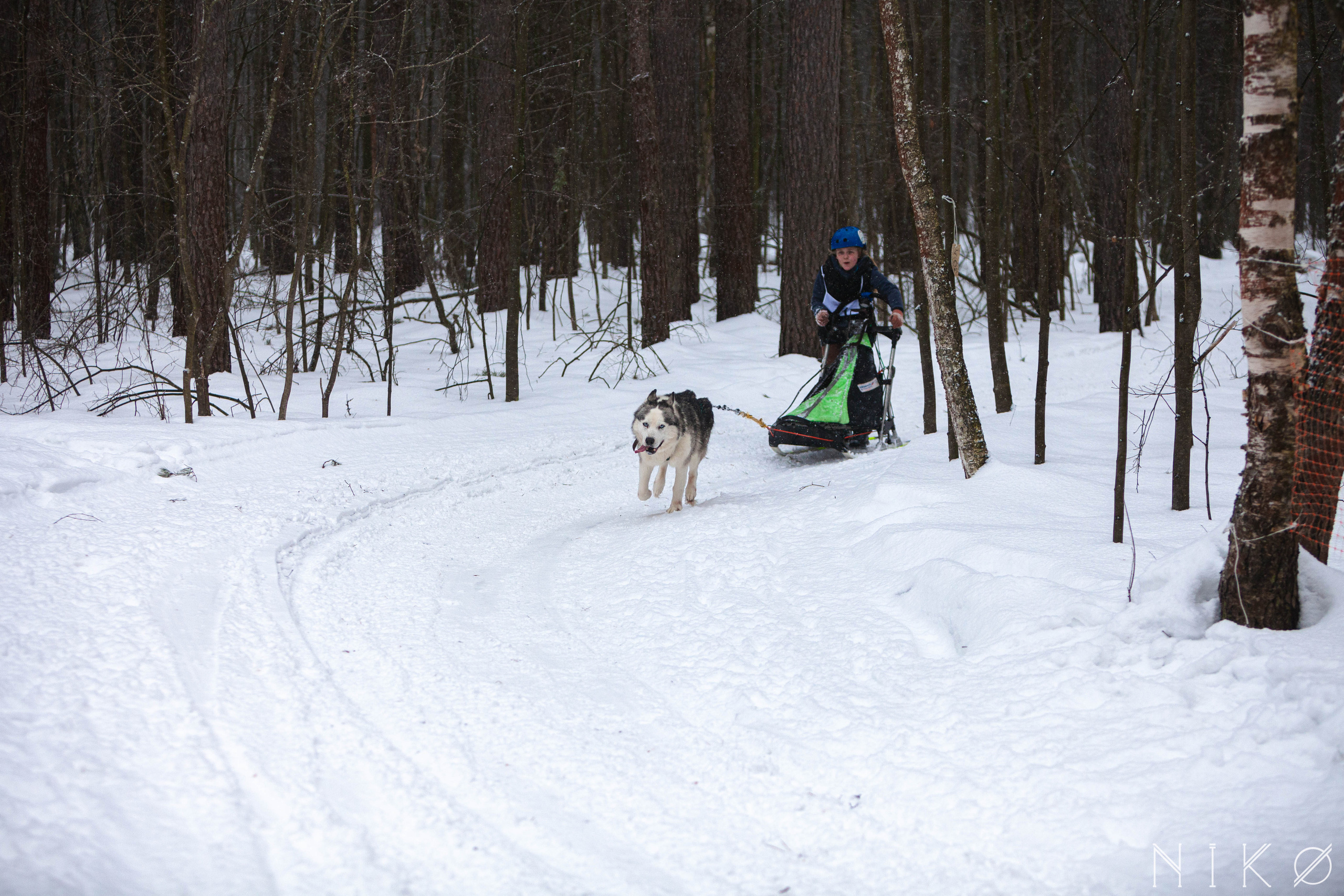 Гонка с собаками «Аврора Бореалис». Фотограф Николь Фолиянц