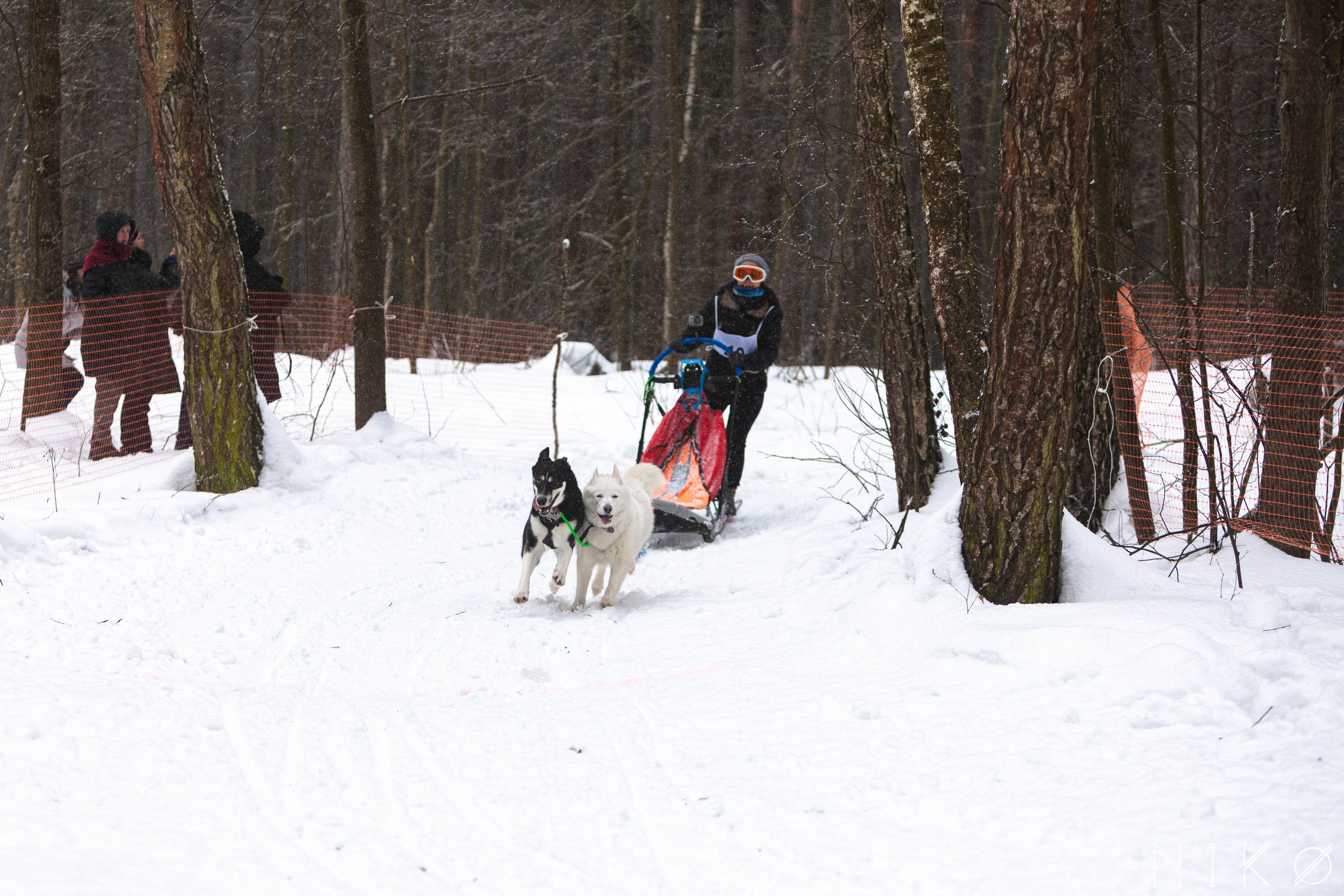 Гонка с собаками «Аврора Бореалис». Фотограф Николь Фолиянц