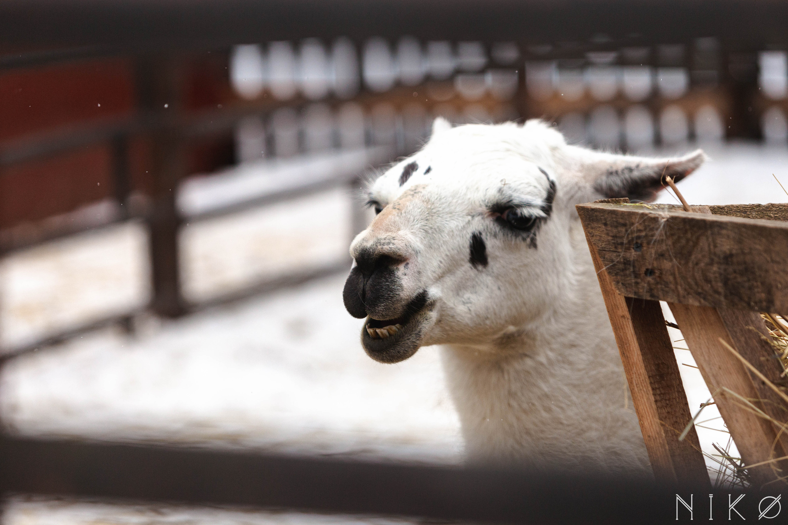 Гонка с собаками «Аврора Бореалис». Фотограф Николь Фолиянц