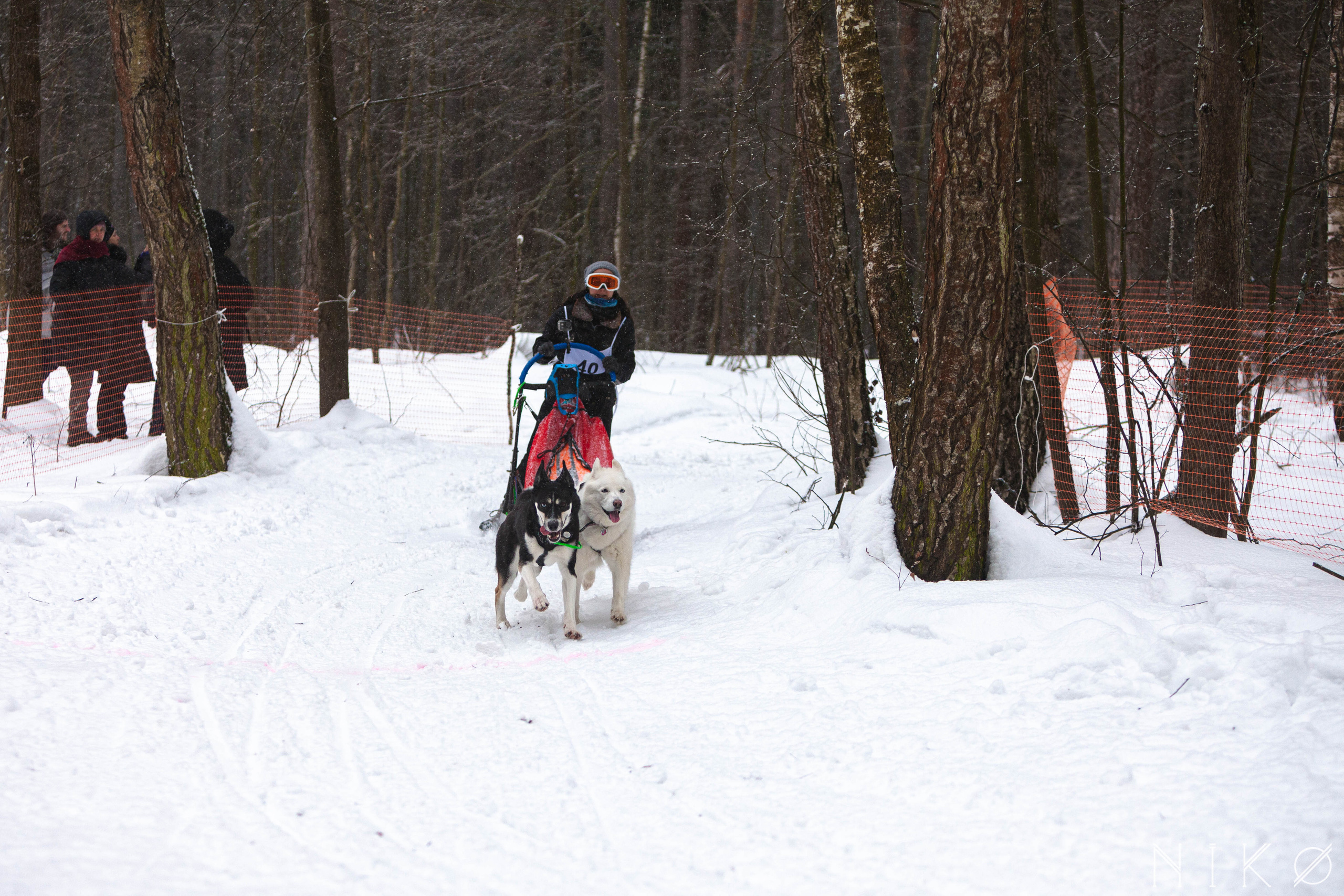 Гонка с собаками «Аврора Бореалис». Фотограф Николь Фолиянц