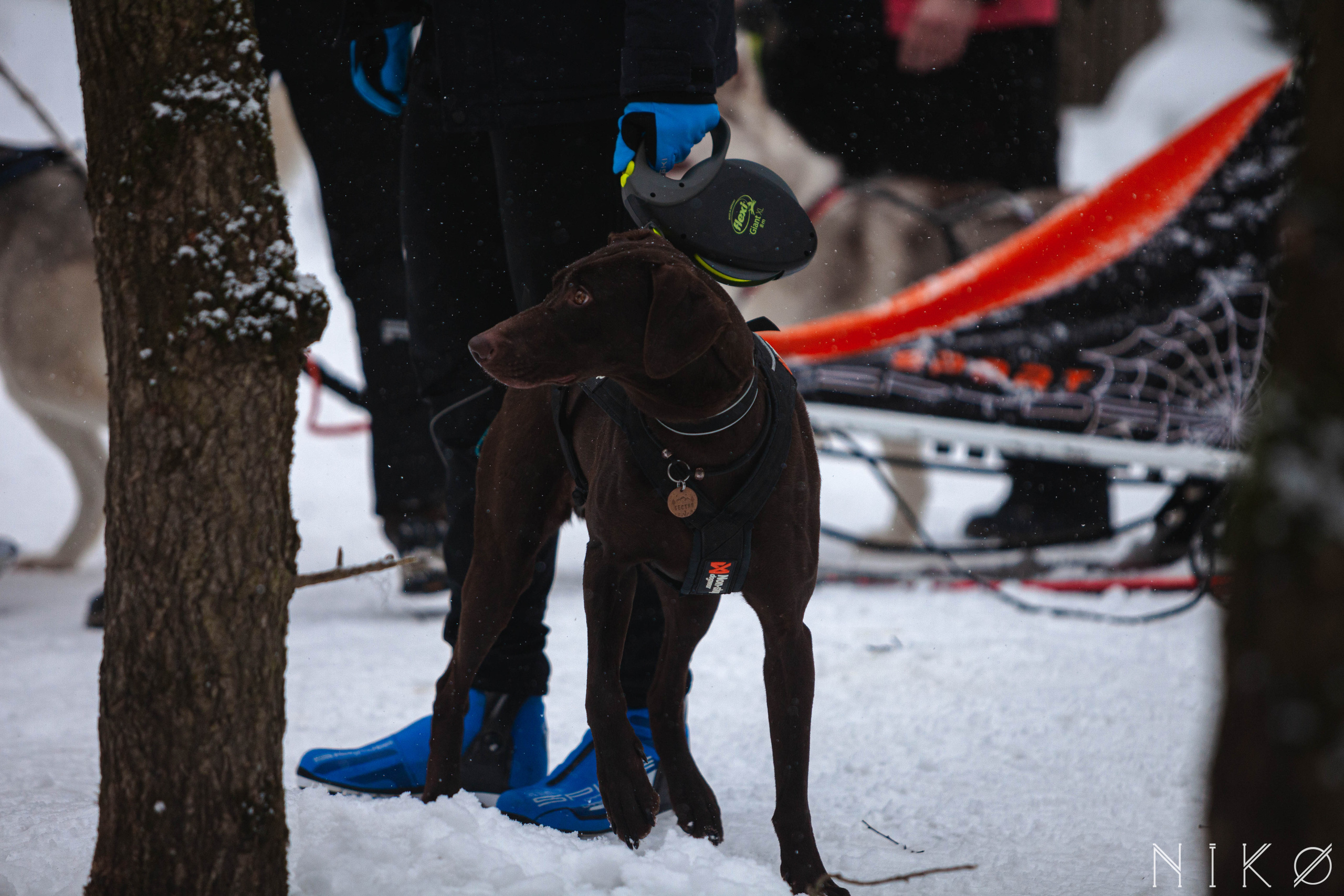 Гонка с собаками «Аврора Бореалис». Фотограф Николь Фолиянц