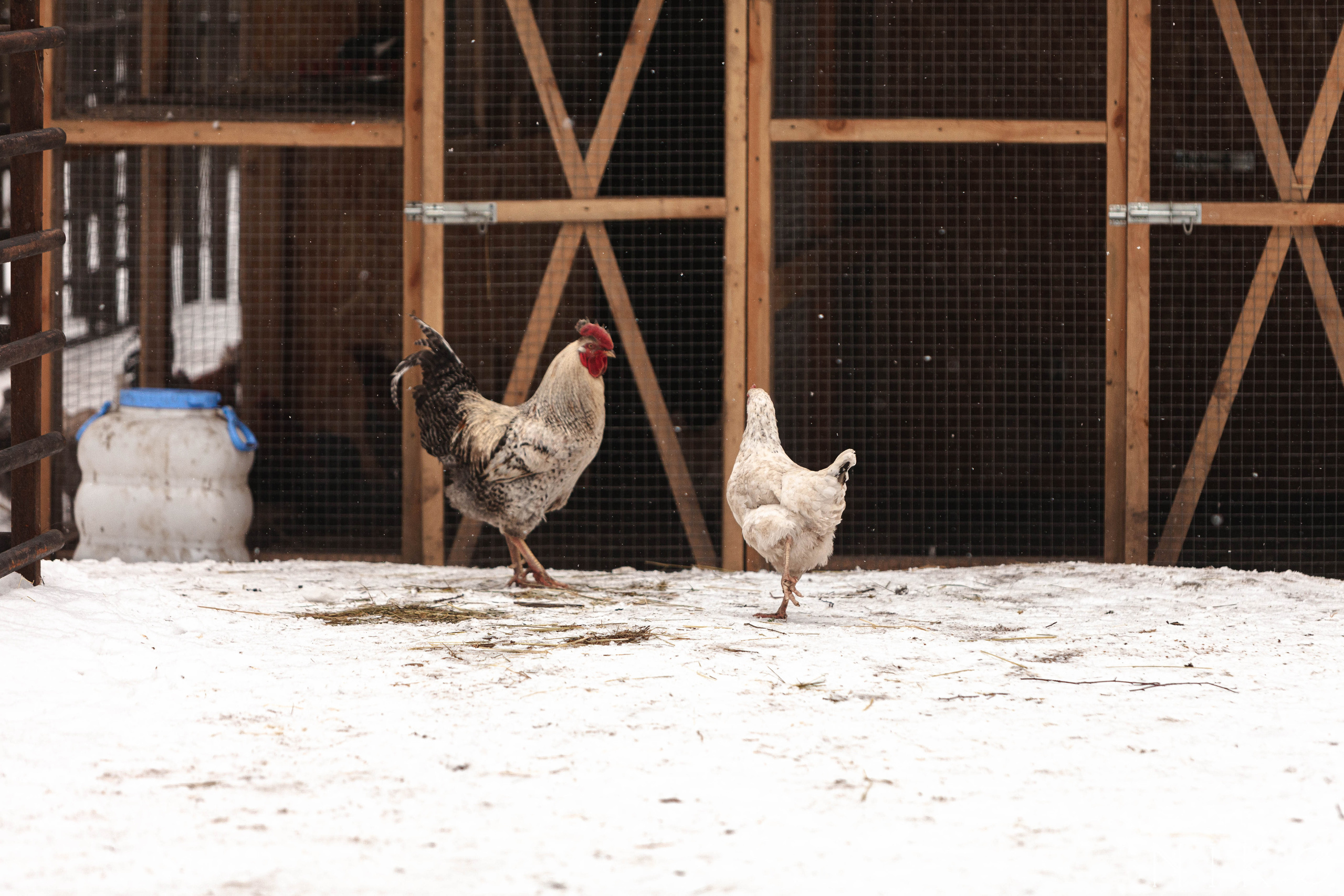 Гонка с собаками «Аврора Бореалис». Фотограф Николь Фолиянц