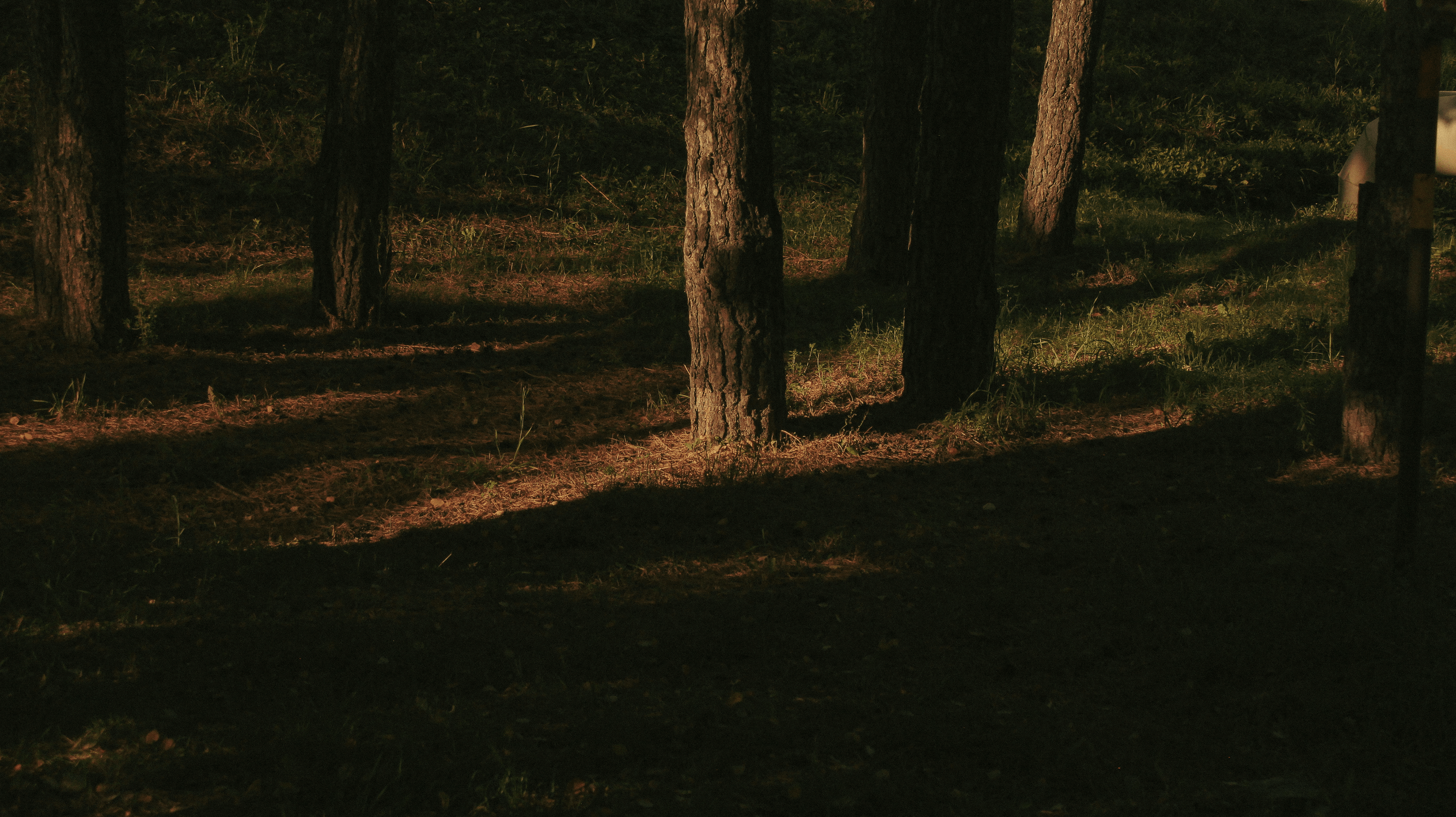 TMN summer '24. Фотограф/дизайнер в Екатеринбурге Хитрый Дмитрий