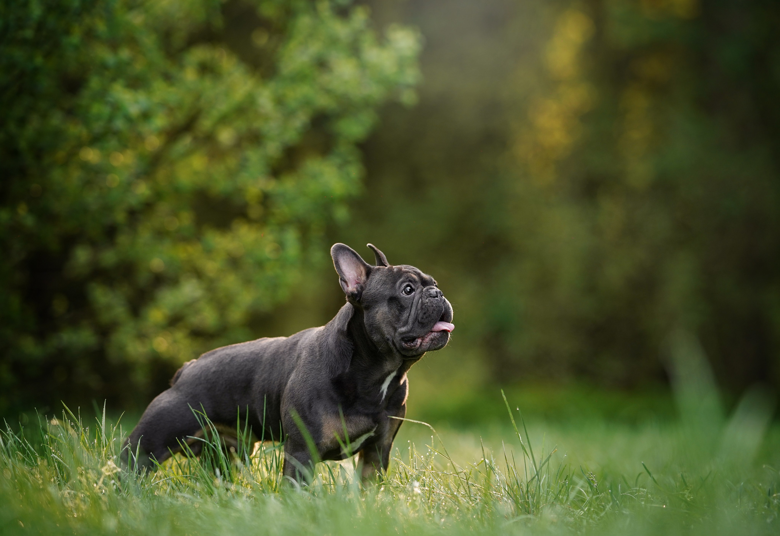 Юлия Петя и Моника. Фотограф-анималист в Санкт-Петербурге Яна Мартынова