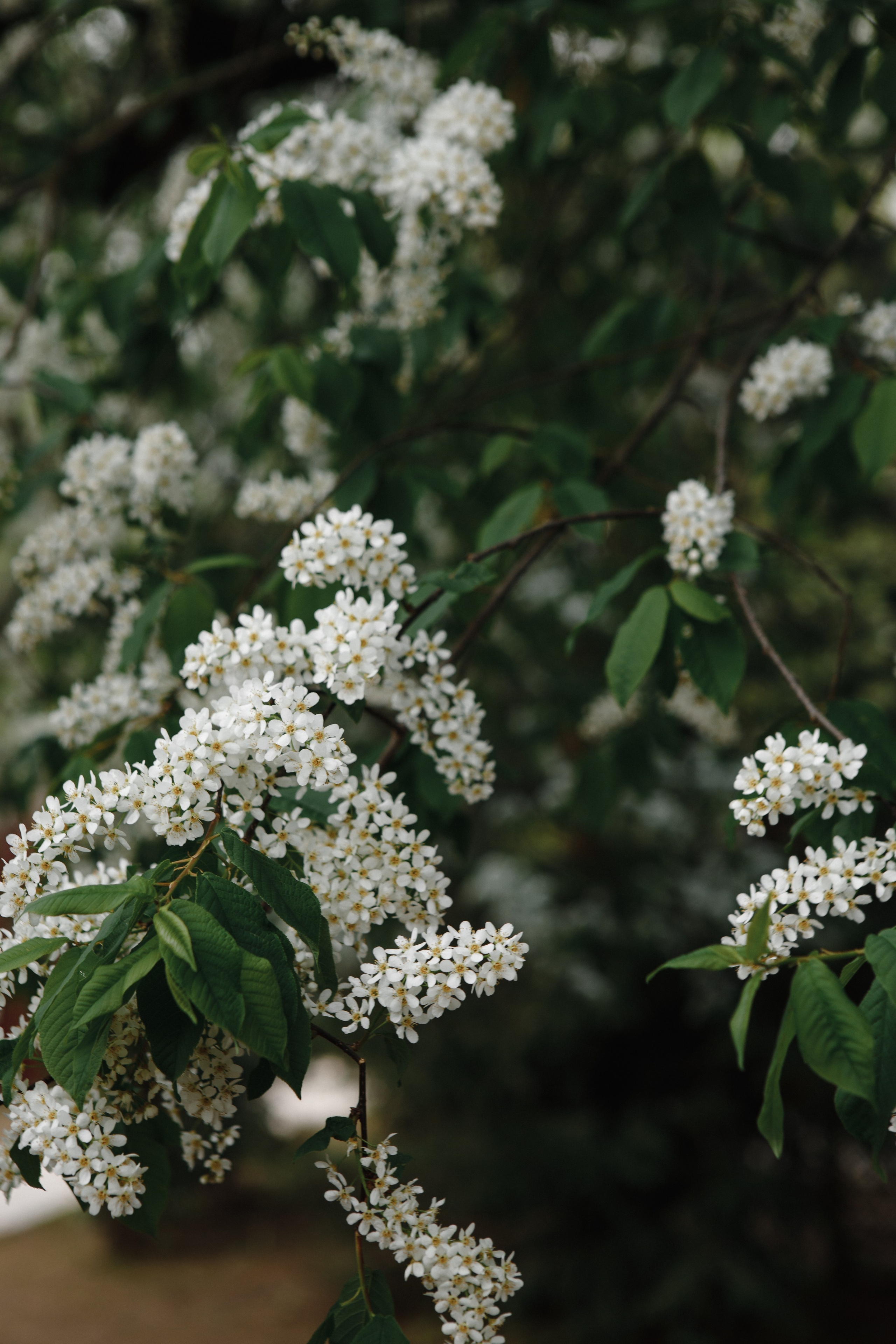K&A. Свадебный и семейный фотограф Чижова Алина