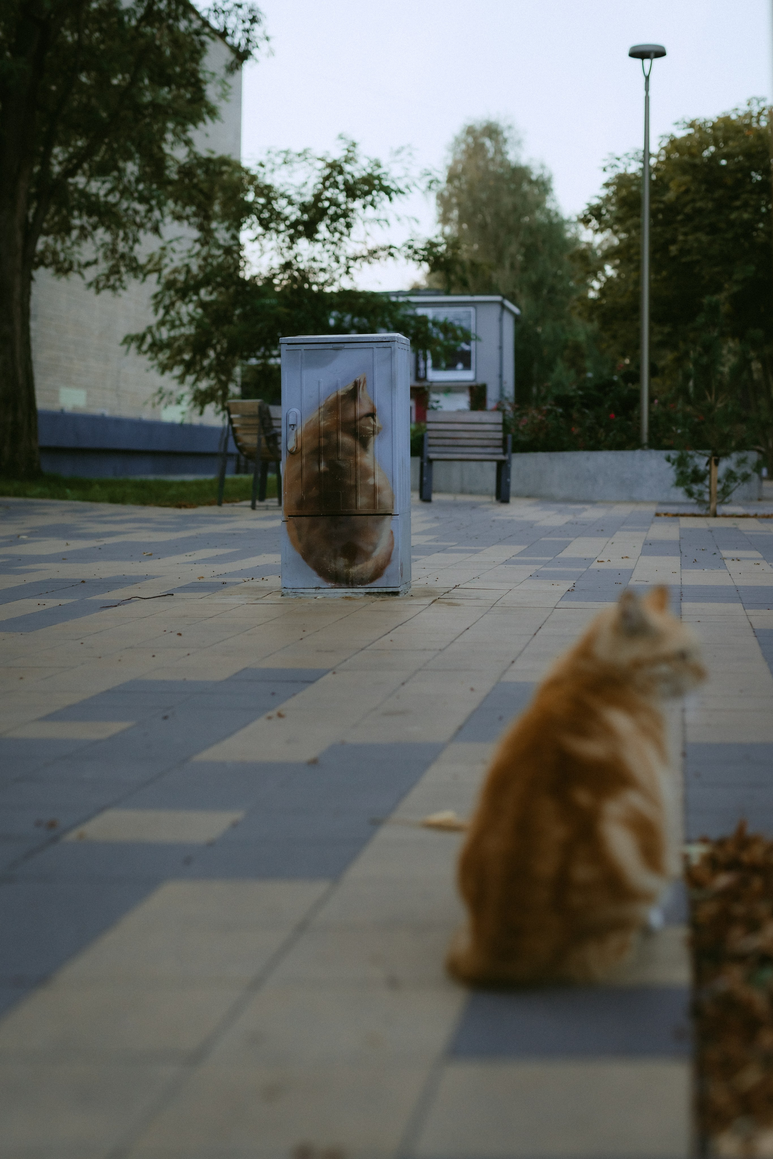 Коты Зеленоградска. Фотограф Зеленоградск Красильникова Елена