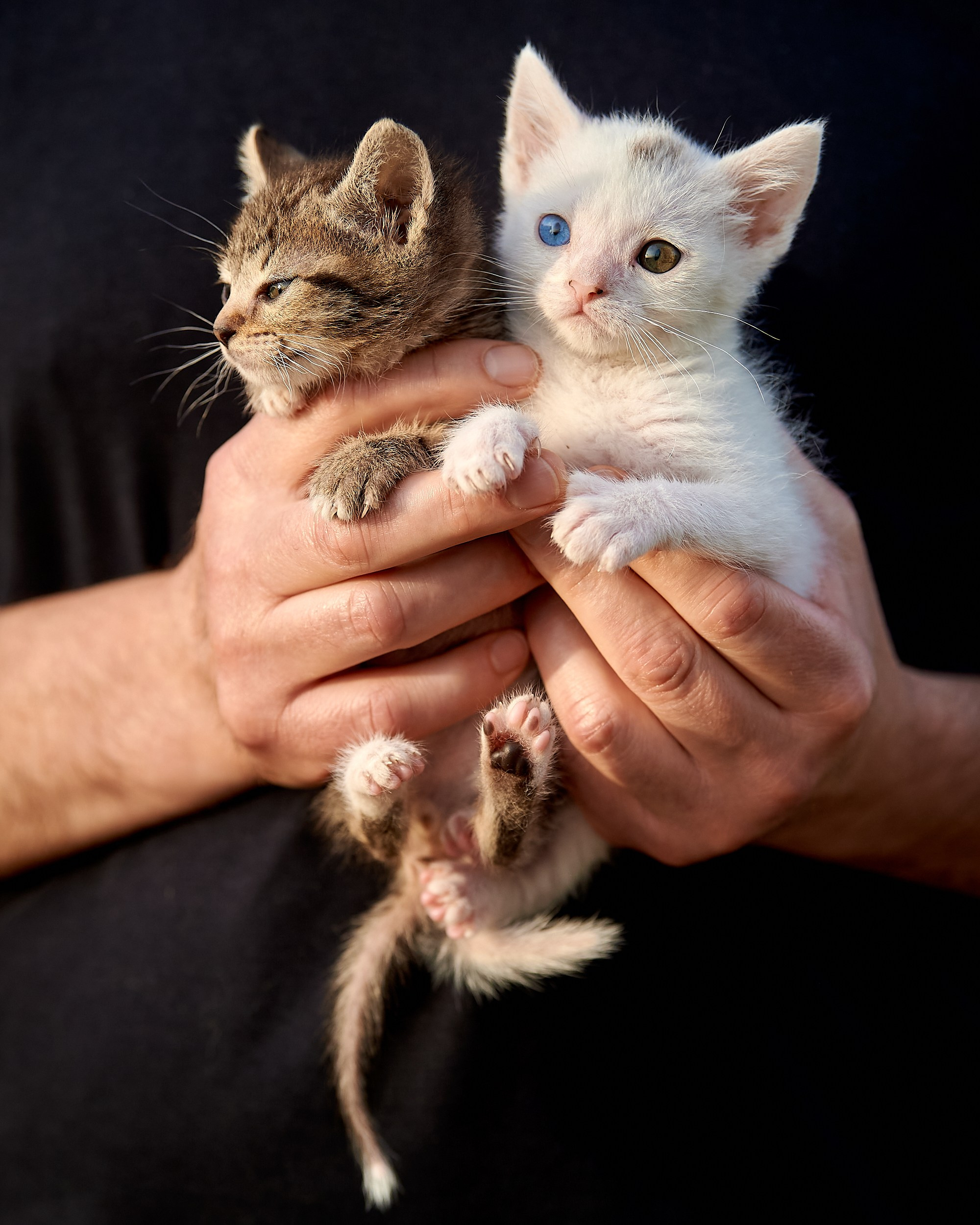 Фотосъемка животных