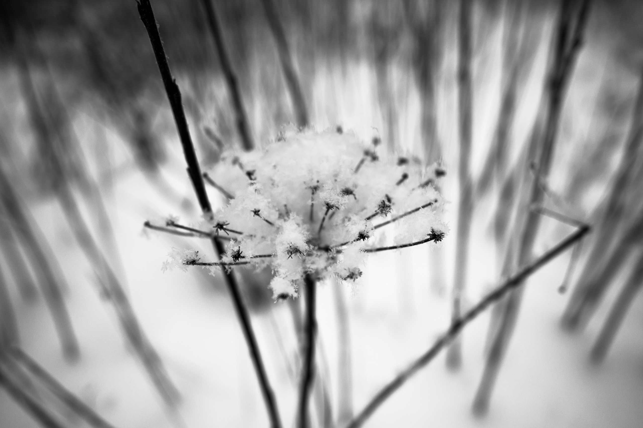 Landscape, nature, plants, details of the world around us. Personal website of photographer Dmitry Raikin